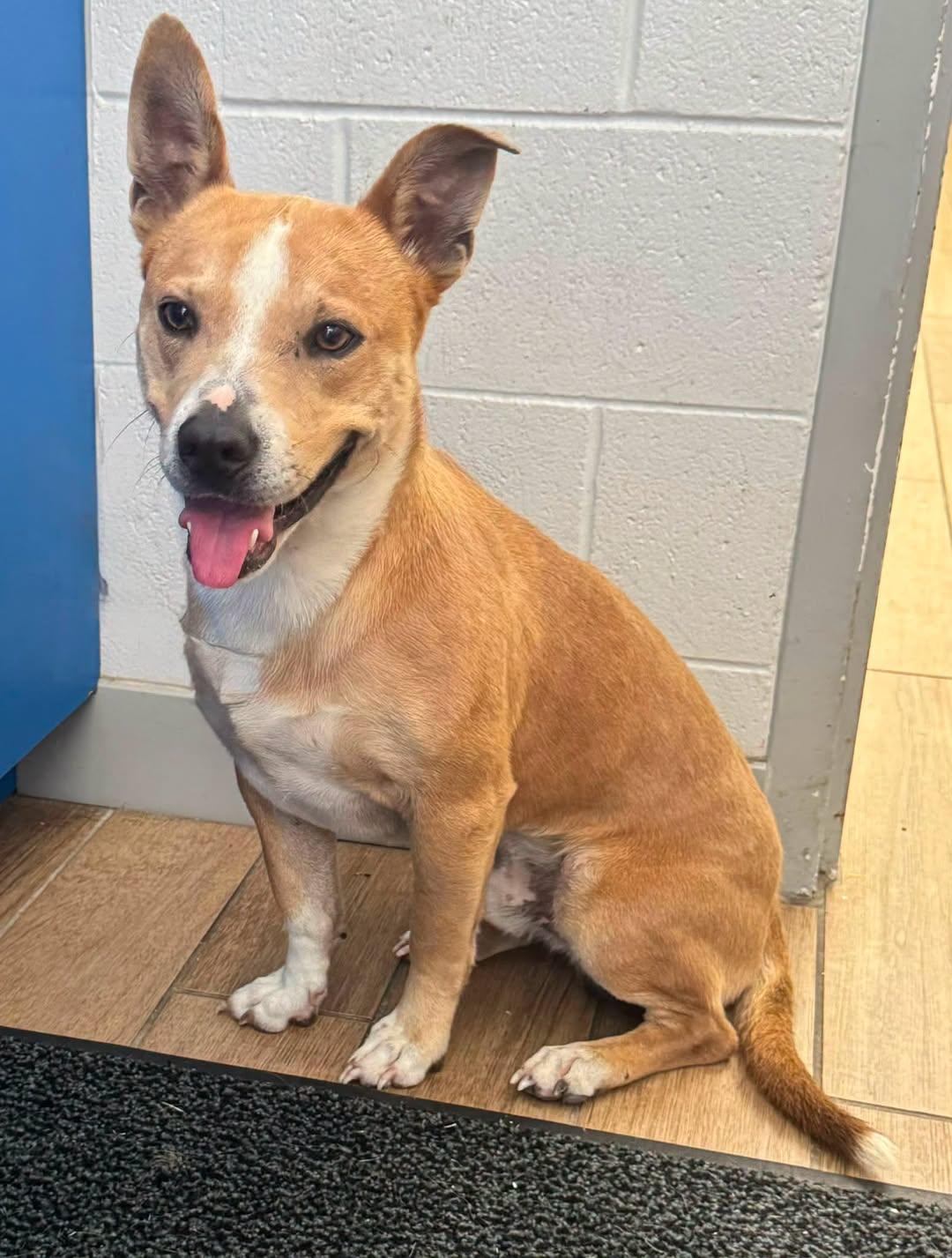 Dutton, a Adoptable Carolina Dog in Rowlett, TX image 2/3