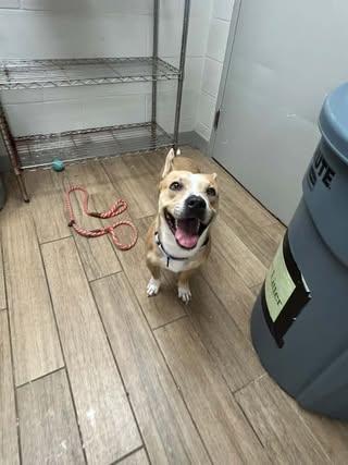 Dutton, a Adoptable Carolina Dog in Rowlett, TX image 3/3