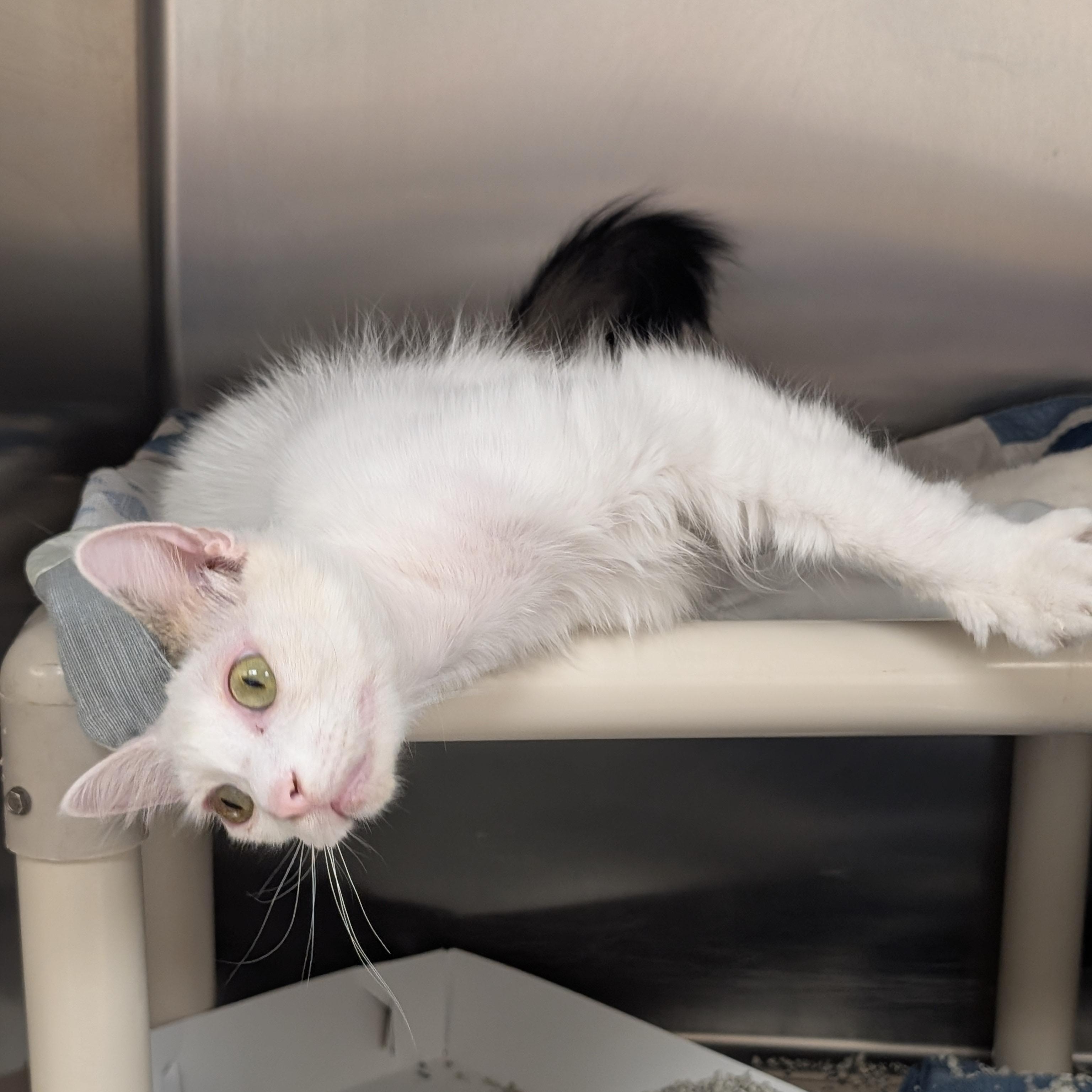 Enlarge Yeti, a ADOPTABLE Domestic Short Hair in St. Augustine, FL image 1/4