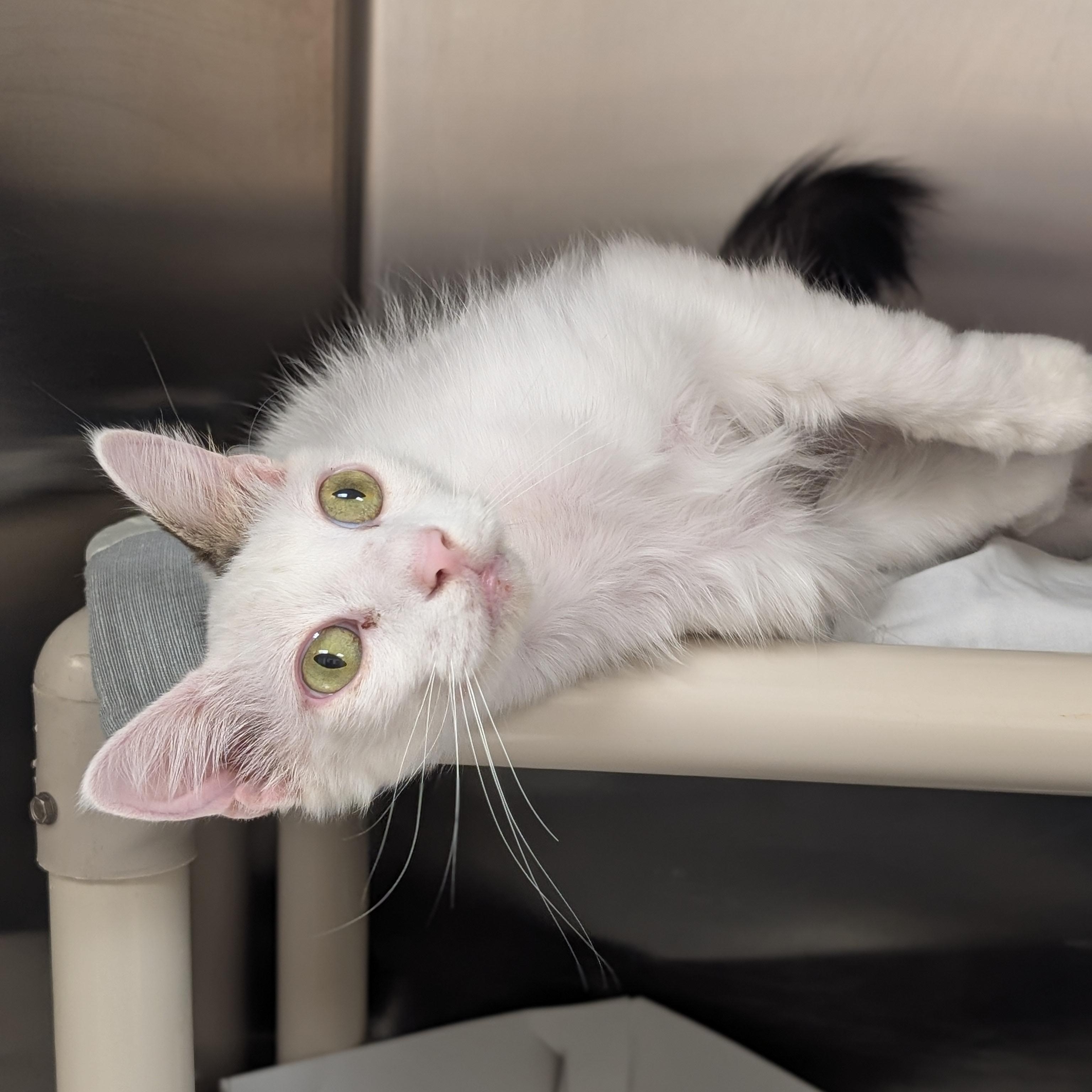 Enlarge Yeti, a ADOPTABLE Domestic Short Hair in St. Augustine, FL image 3/4