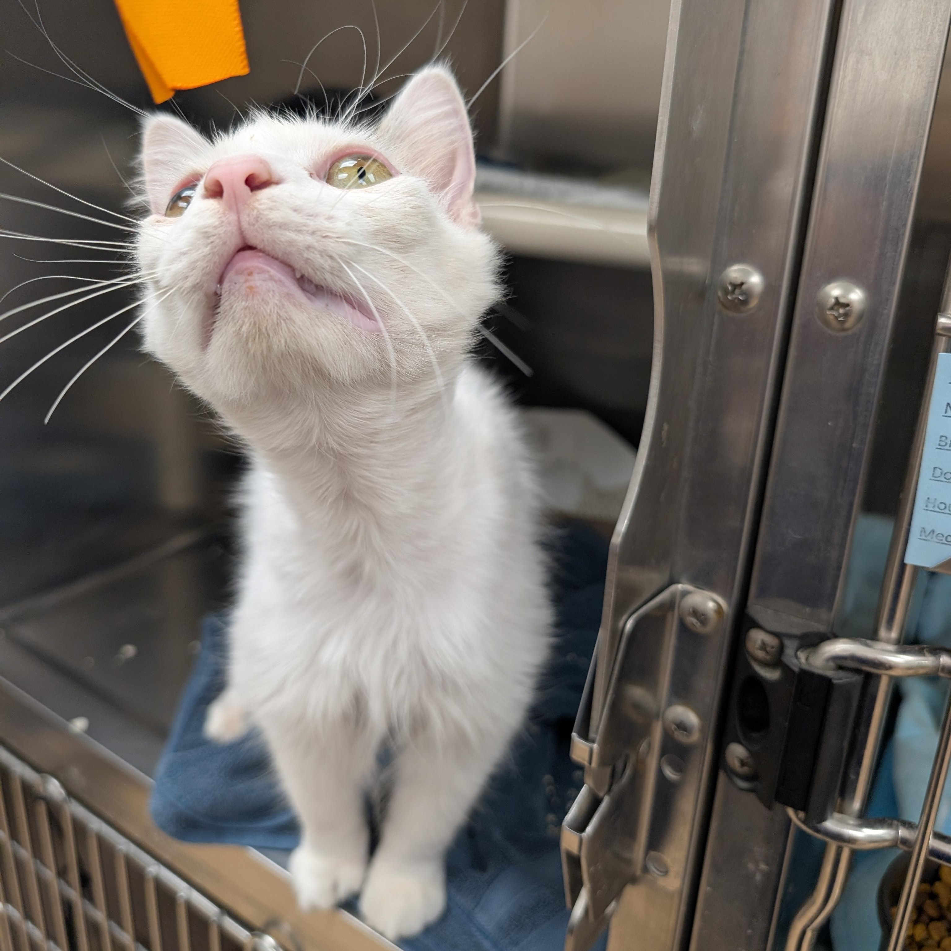 Enlarge Yeti, a ADOPTABLE Domestic Short Hair in St. Augustine, FL image 4/4