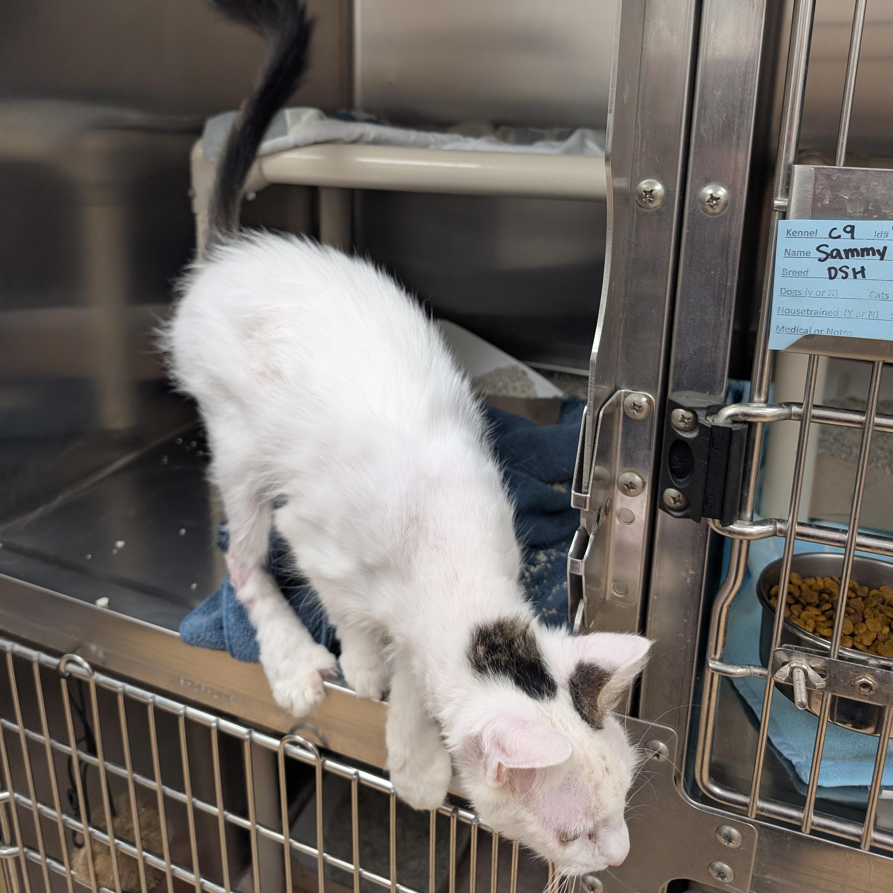 Enlarge Yeti, a ADOPTABLE Domestic Short Hair in St. Augustine, FL image 2/4