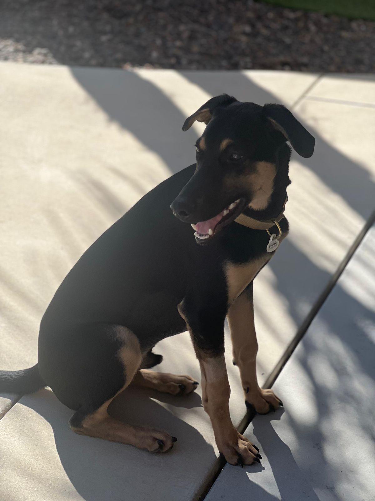 Enlarge Merlin, an adopted Doberman Pinscher in Los Angeles, CA image 5/5