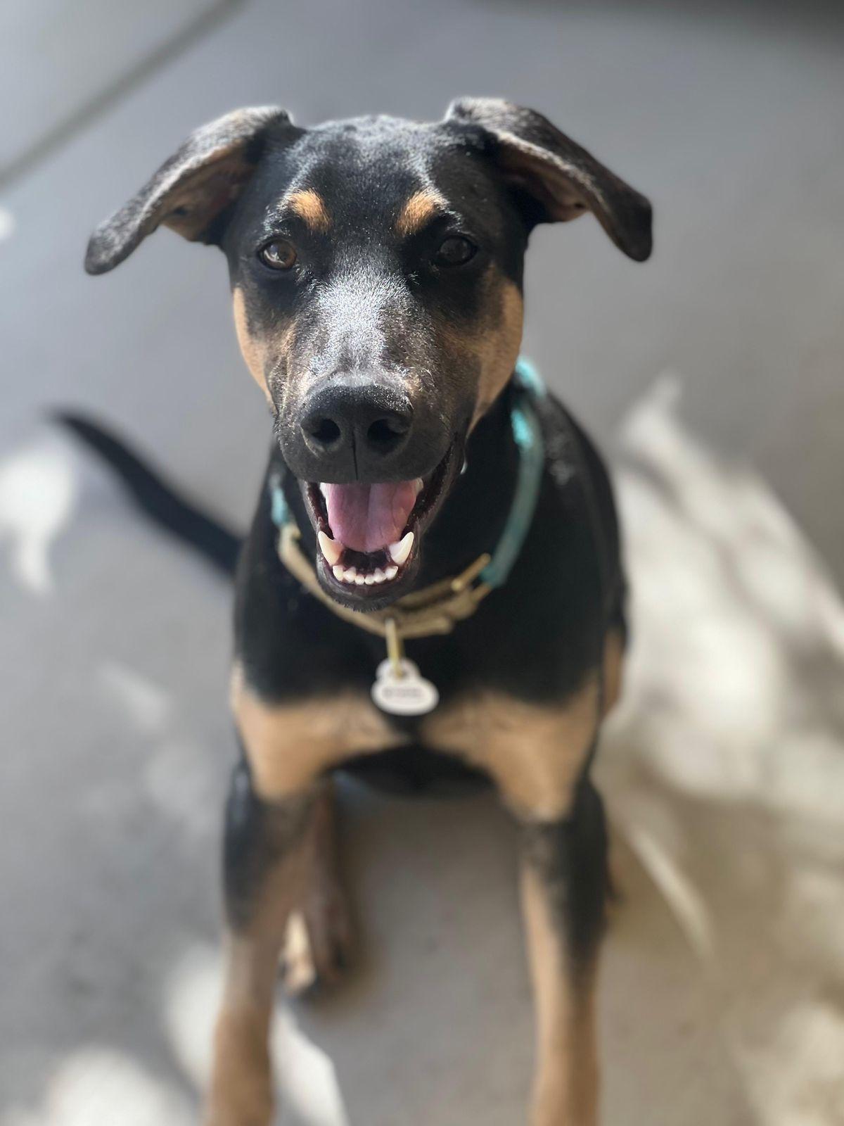 Enlarge Merlin, an adopted Doberman Pinscher in Los Angeles, CA image 1/5