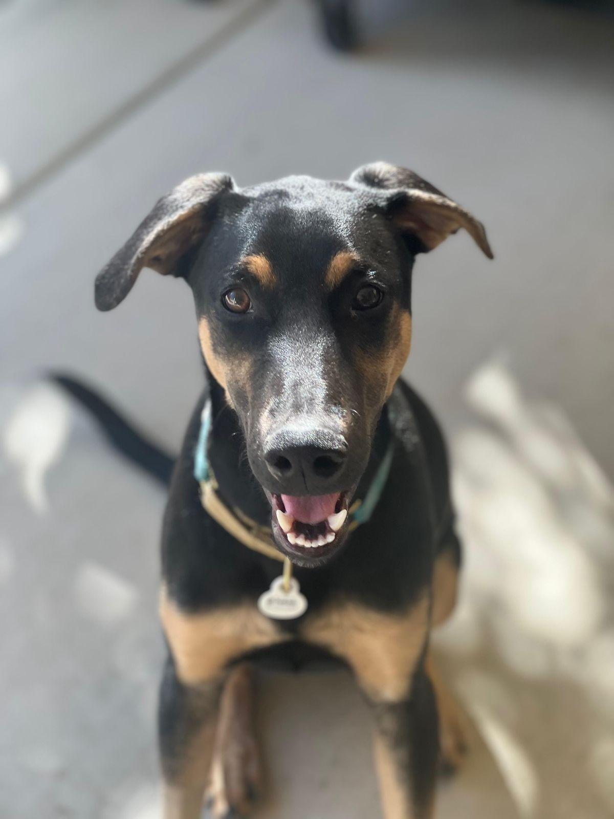 Enlarge Merlin, an adopted Doberman Pinscher in Los Angeles, CA image 4/5