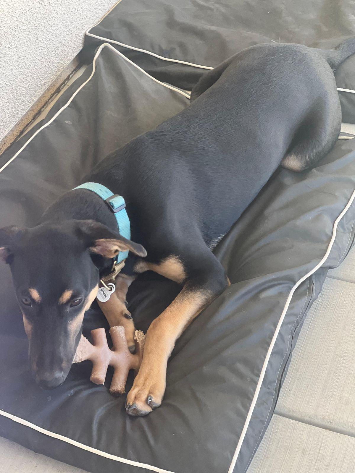 Enlarge Merlin, an adopted Doberman Pinscher in Los Angeles, CA image 2/5