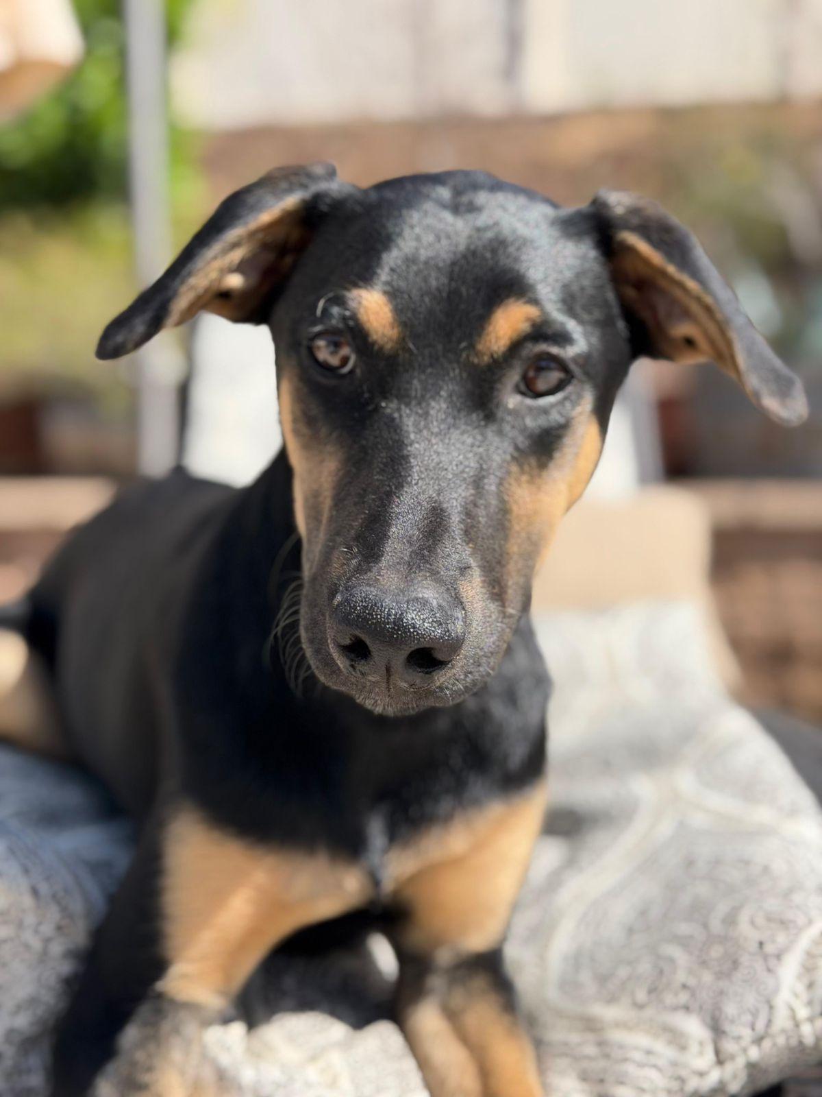 Enlarge Merlin, an adopted Doberman Pinscher in Los Angeles, CA image 3/5