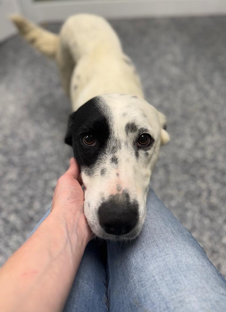 Enlarge Chosen, a Adoptable mixed breed in Carthage, MO image 1/1