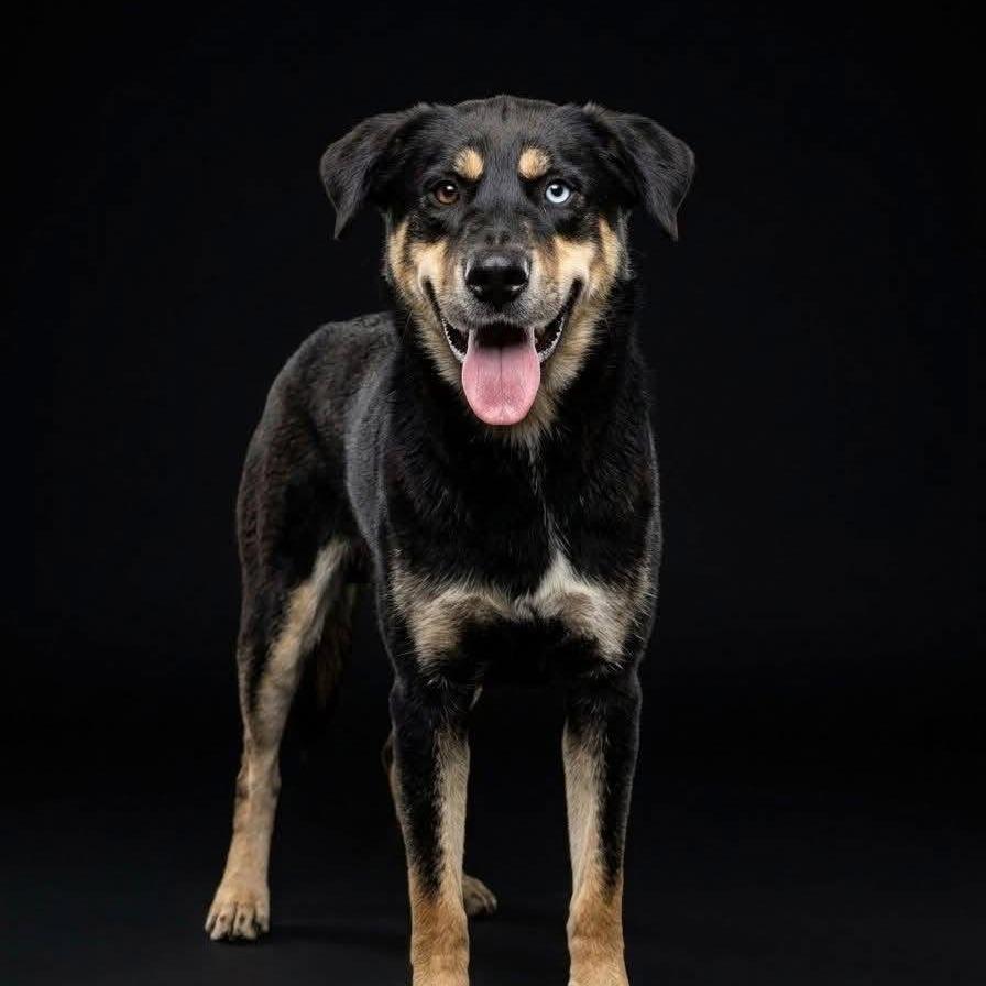 Wilbur, Adoptable, Adult Male Shepherd.