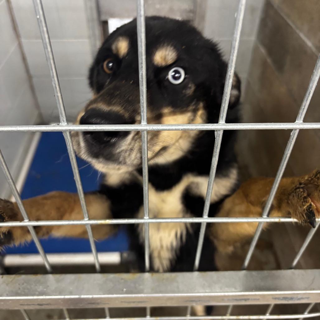 Wilbur, Adoptable, Adult Male Shepherd.