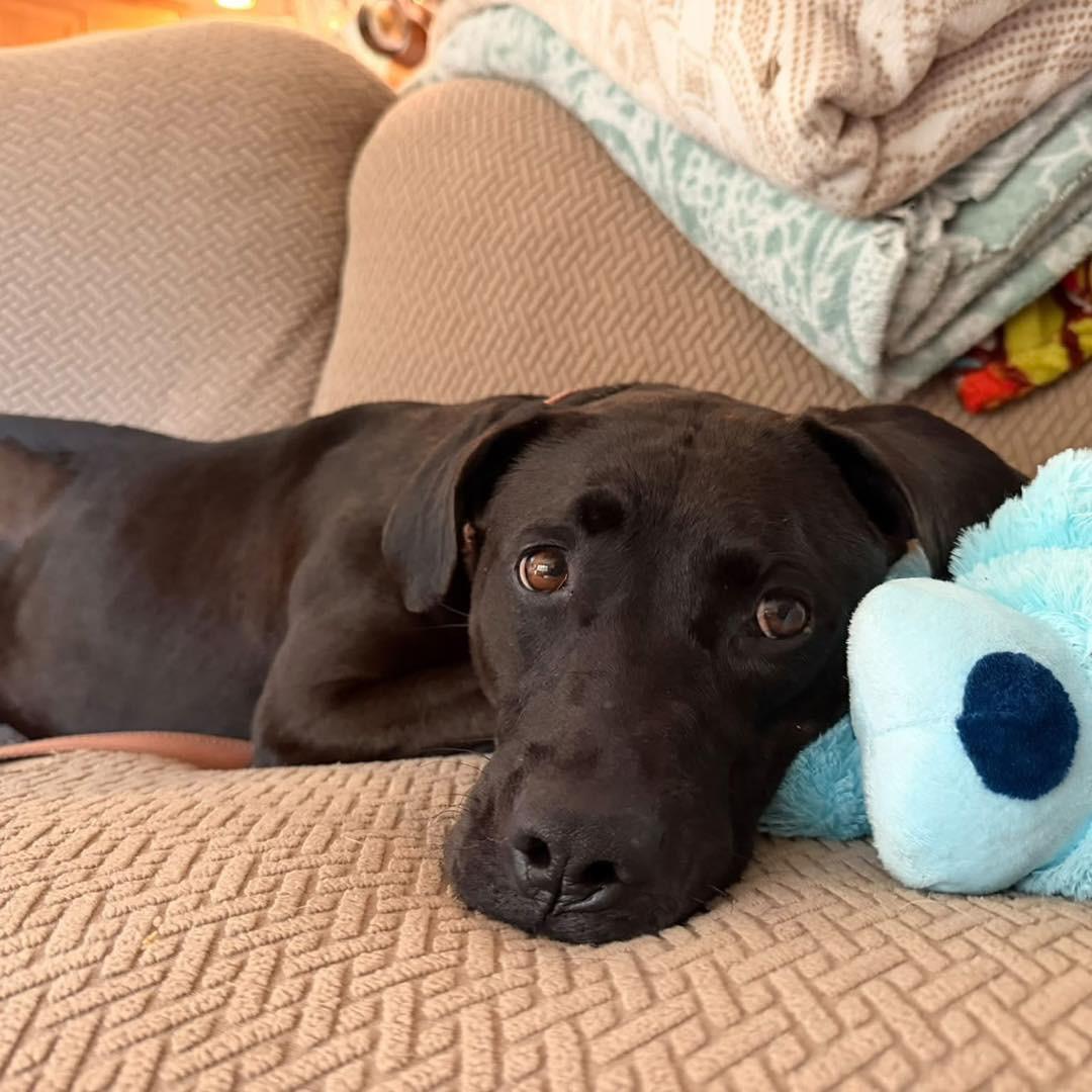 Orange Blossom, Adoptable, Adult Female Labrador Retriever.