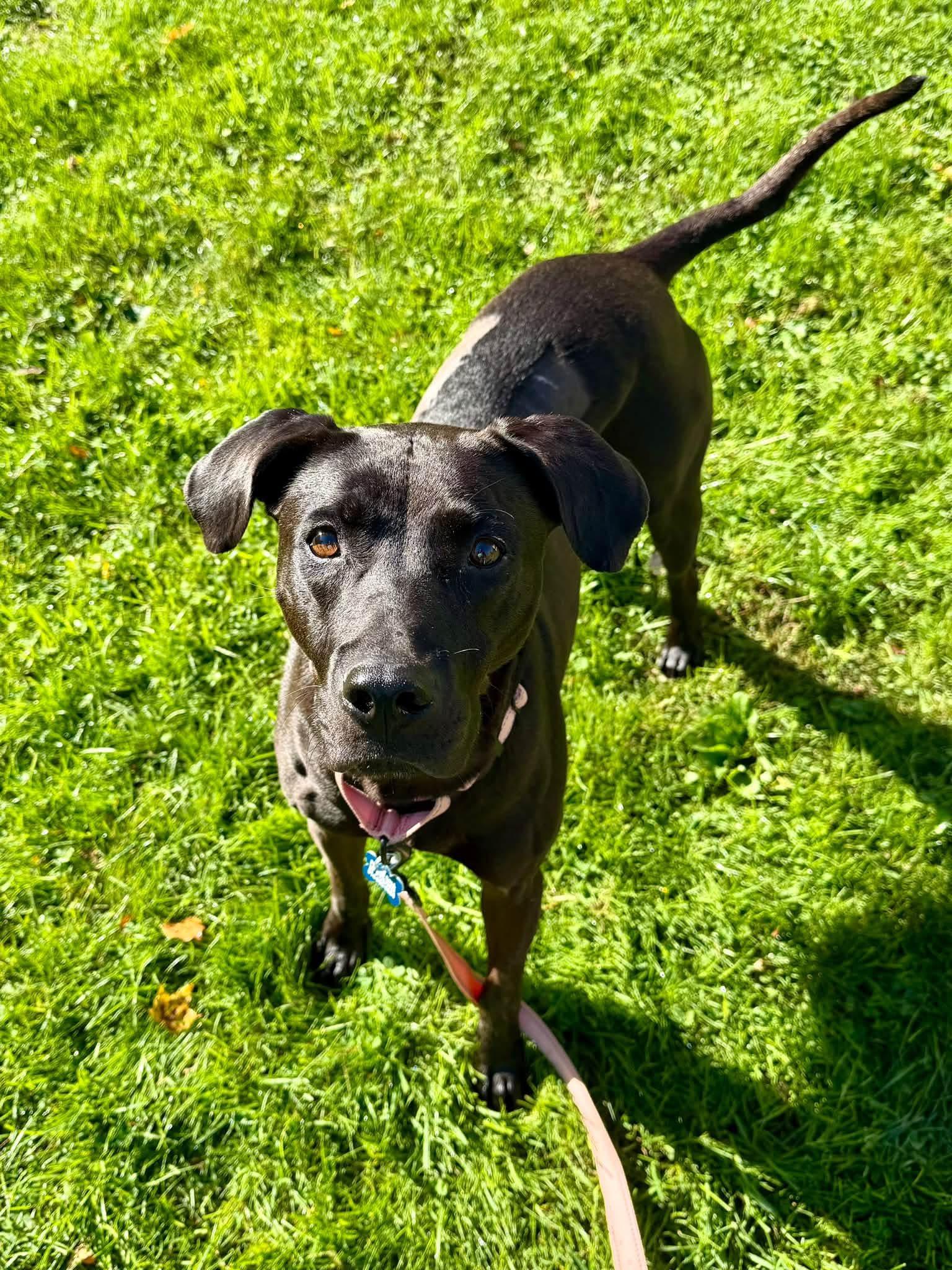 Enlarge Orange Blossom, a Adoptable mixed breed in Wappingers Falls, NY image 2/3