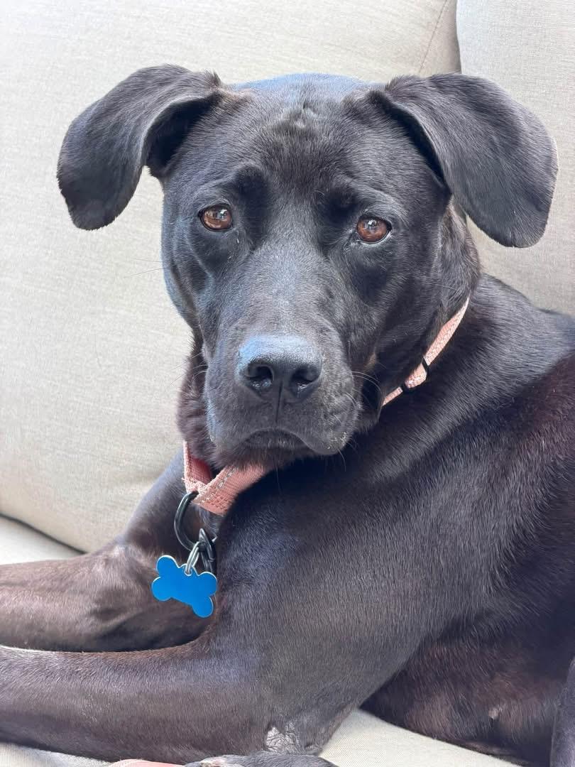 Enlarge Orange Blossom, a Adoptable mixed breed in Wappingers Falls, NY image 3/3