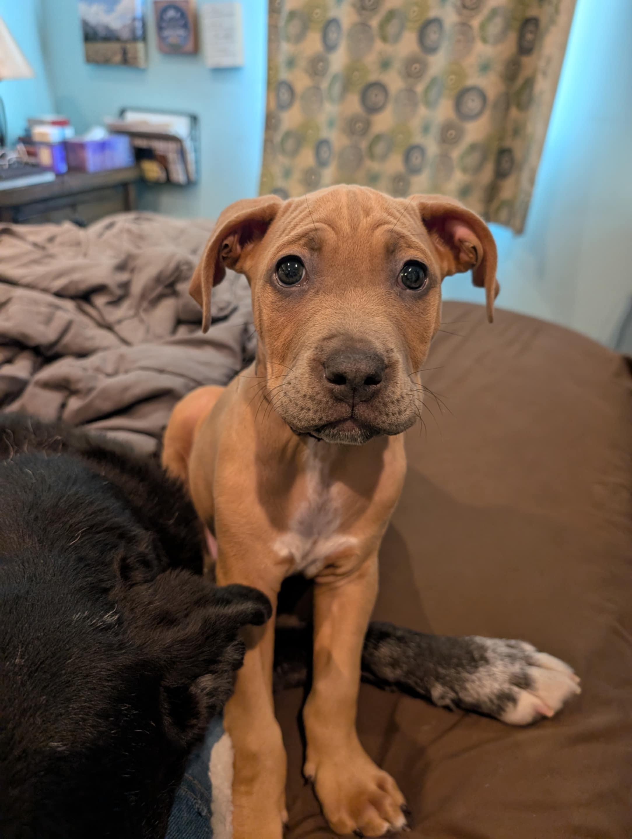 Grasshopper, Adopted, Young Male Pit Bull Terrier.