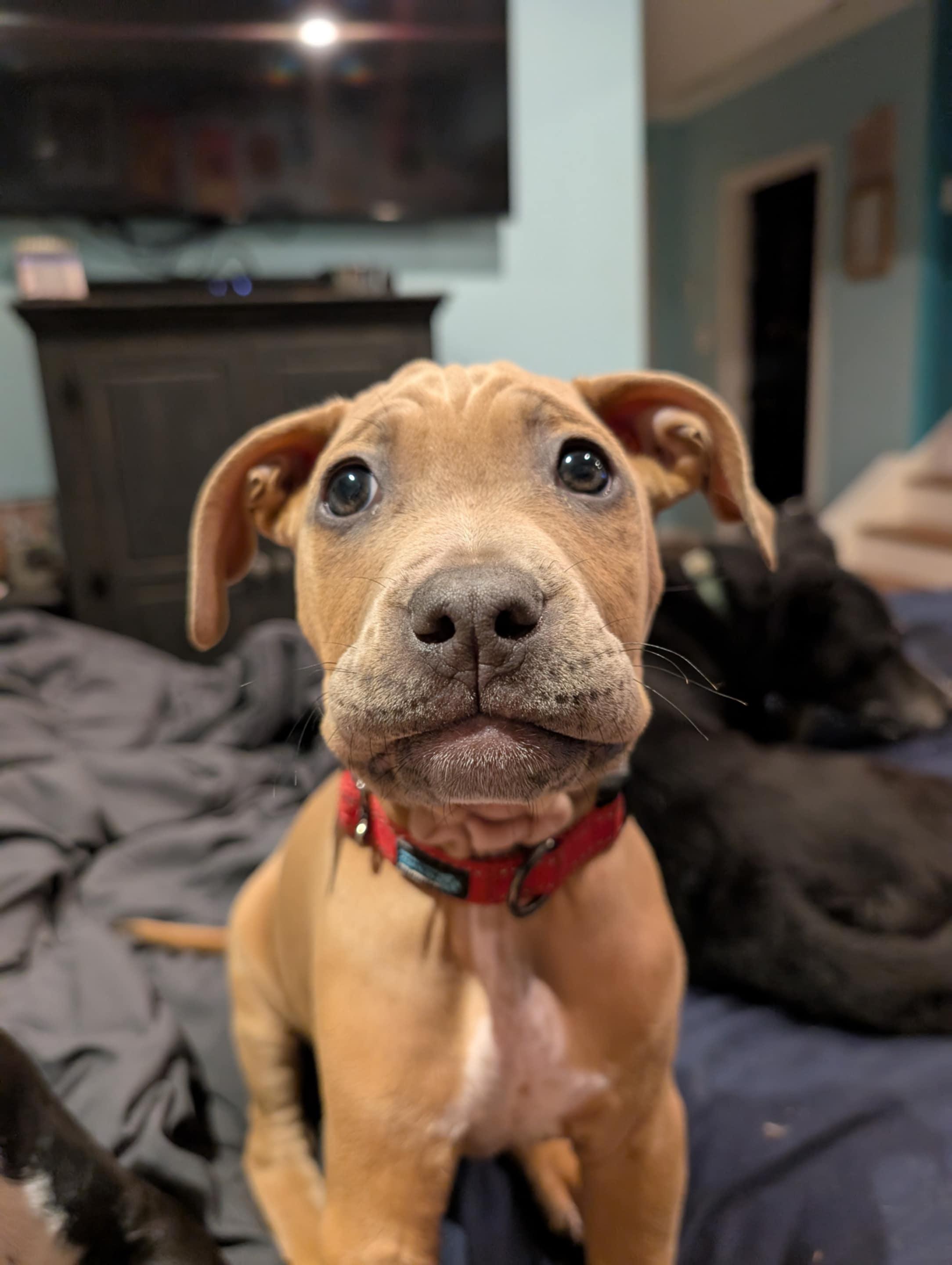 Enlarge Grasshopper, a Adopted mixed breed in Perkasie, PA image 4/6