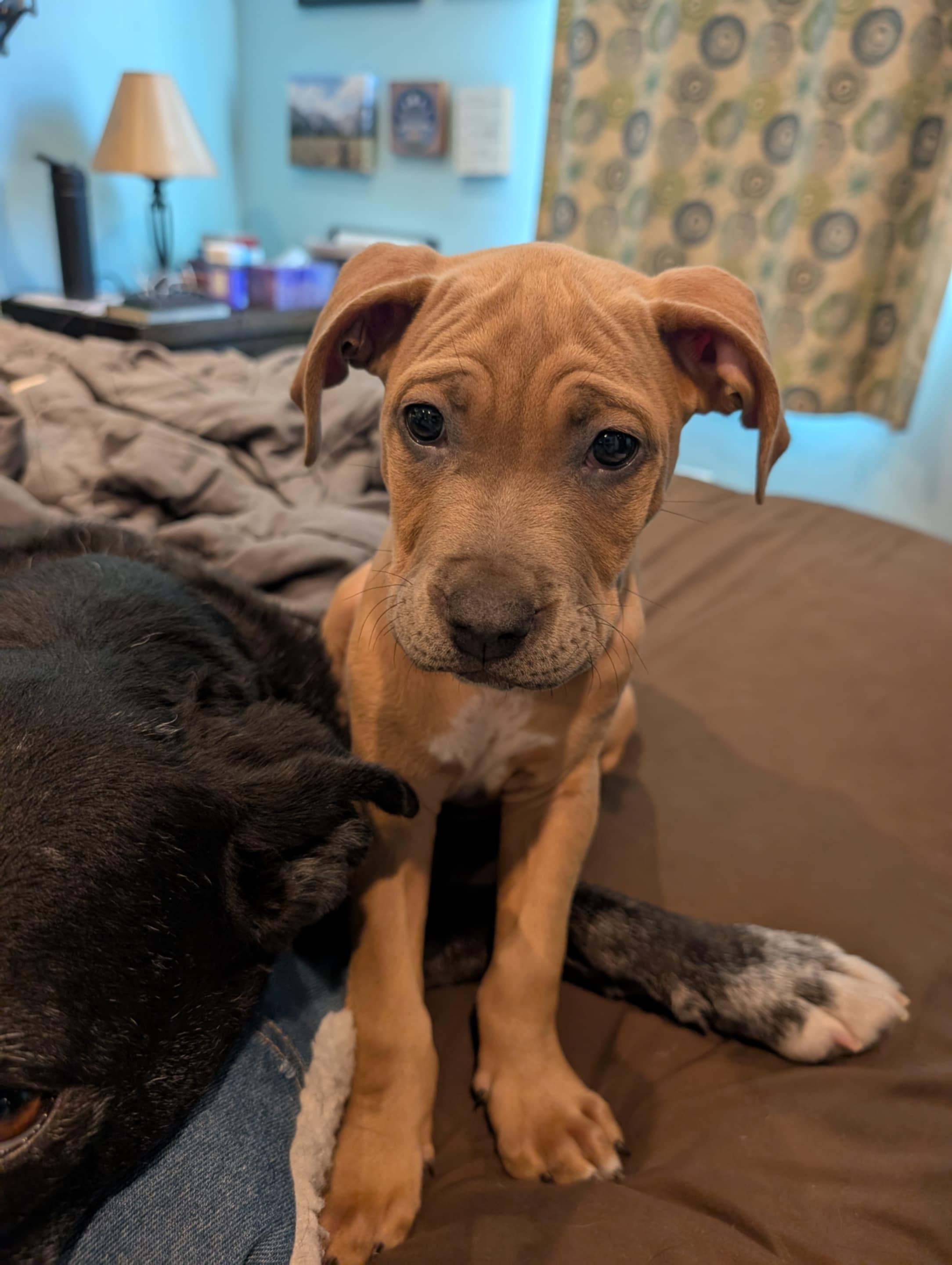 Enlarge Grasshopper, a Adopted mixed breed in Perkasie, PA image 5/6