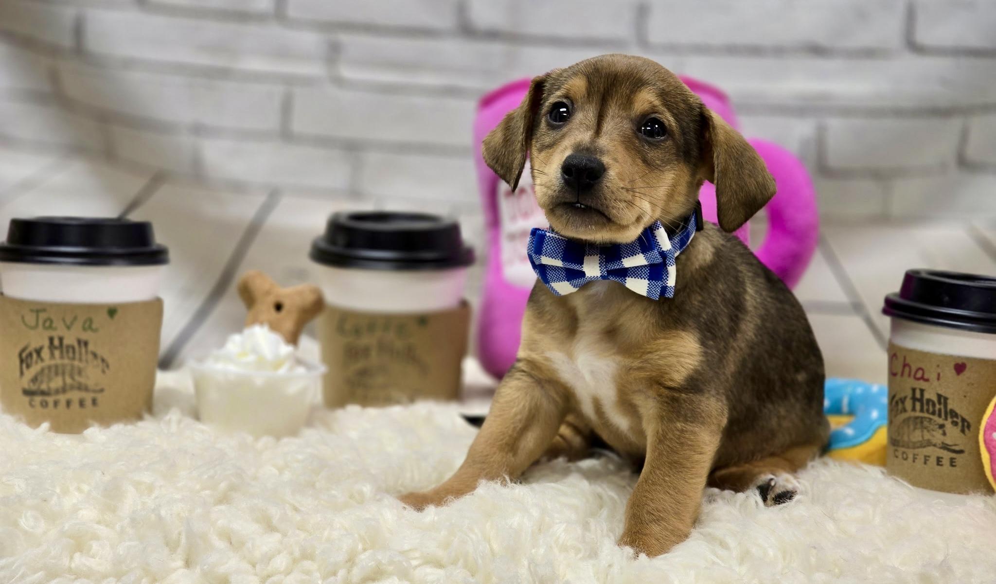 Enlarge Java, an adopted mixed breed in Effingham, IL image 4/4