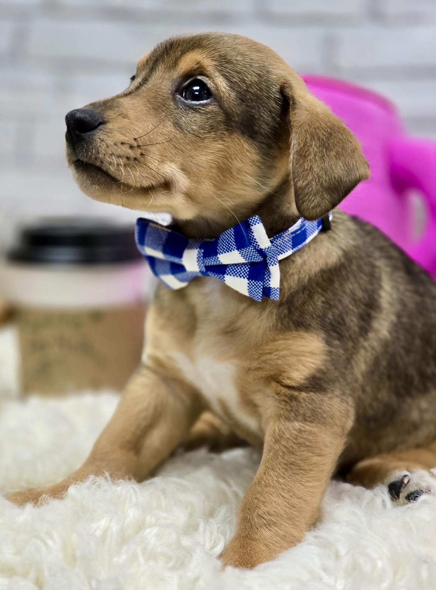 Enlarge Java, an adopted mixed breed in Effingham, IL image 1/4