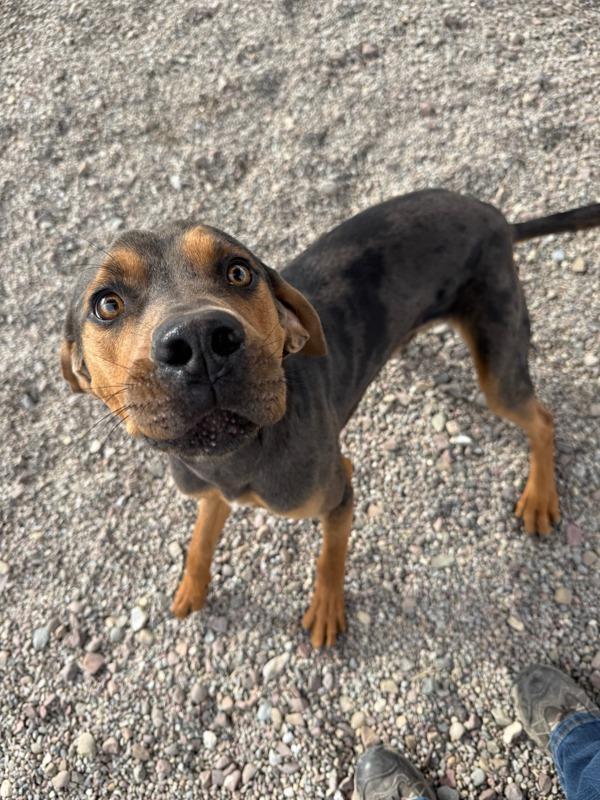 Enlarge Finn, a Adoptable mixed breed in Great Falls, MT image 1/5