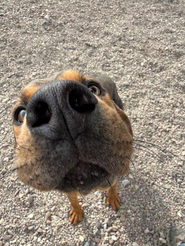 Enlarge Finn, a Adoptable mixed breed in Great Falls, MT image 2/5