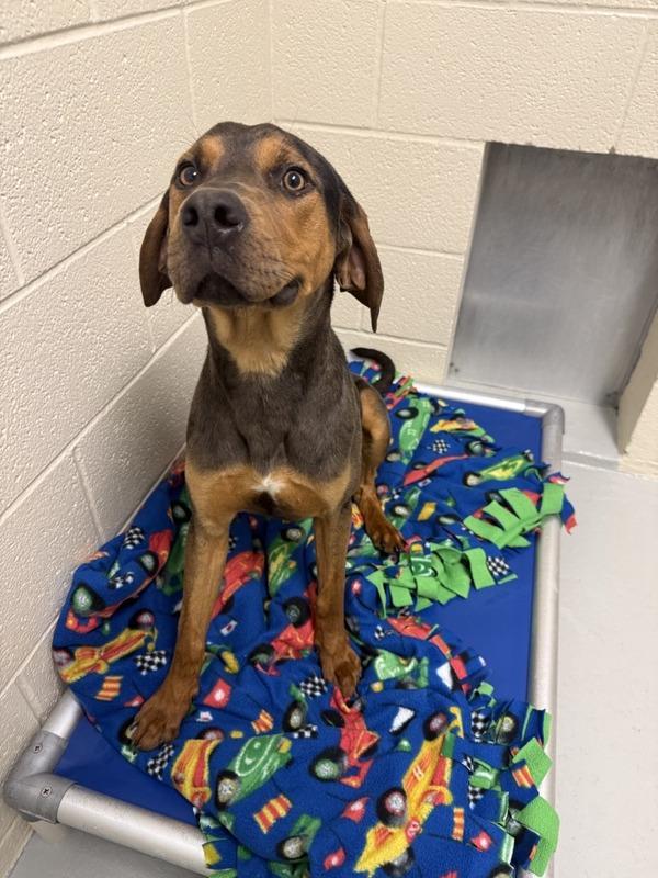 Enlarge Finn, a Adoptable mixed breed in Great Falls, MT image 3/5