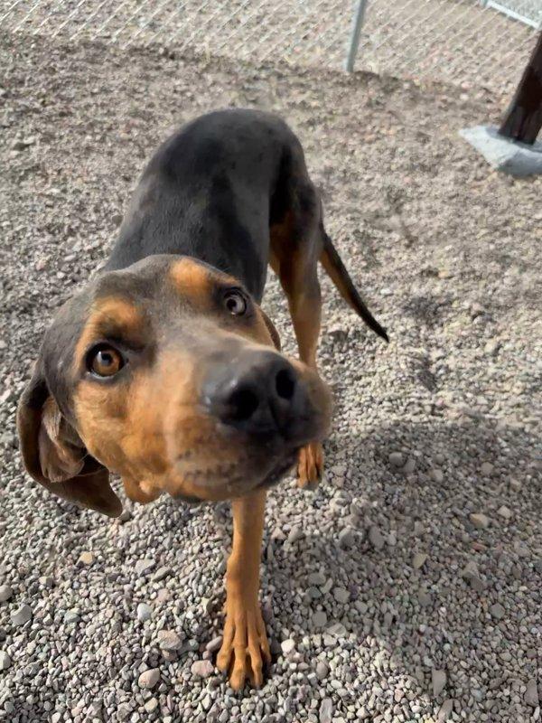 Enlarge Finn, a Adoptable mixed breed in Great Falls, MT image 4/5