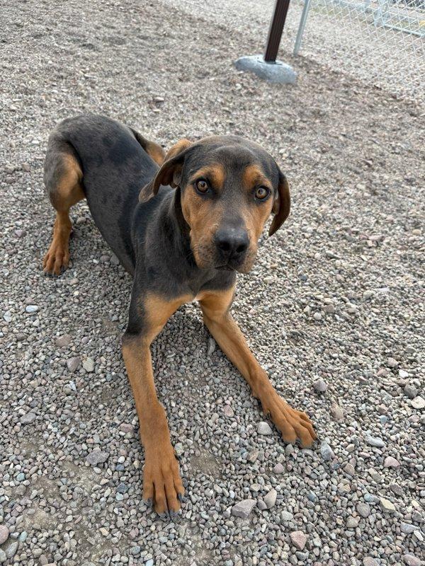 Enlarge Finn, a Adoptable mixed breed in Great Falls, MT image 5/5