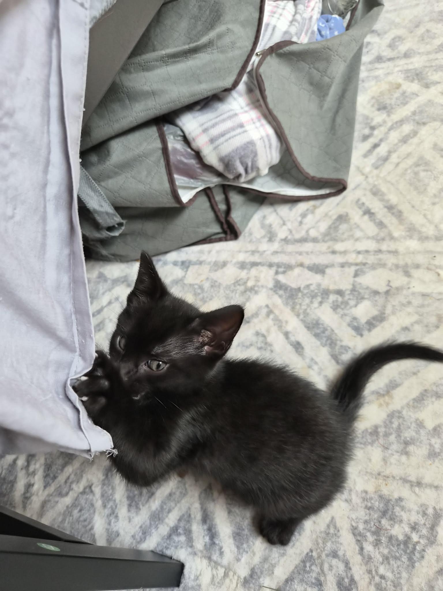 Enlarge Venus, a ADOPTABLE mixed breed in Winnipeg, MB image 4/4