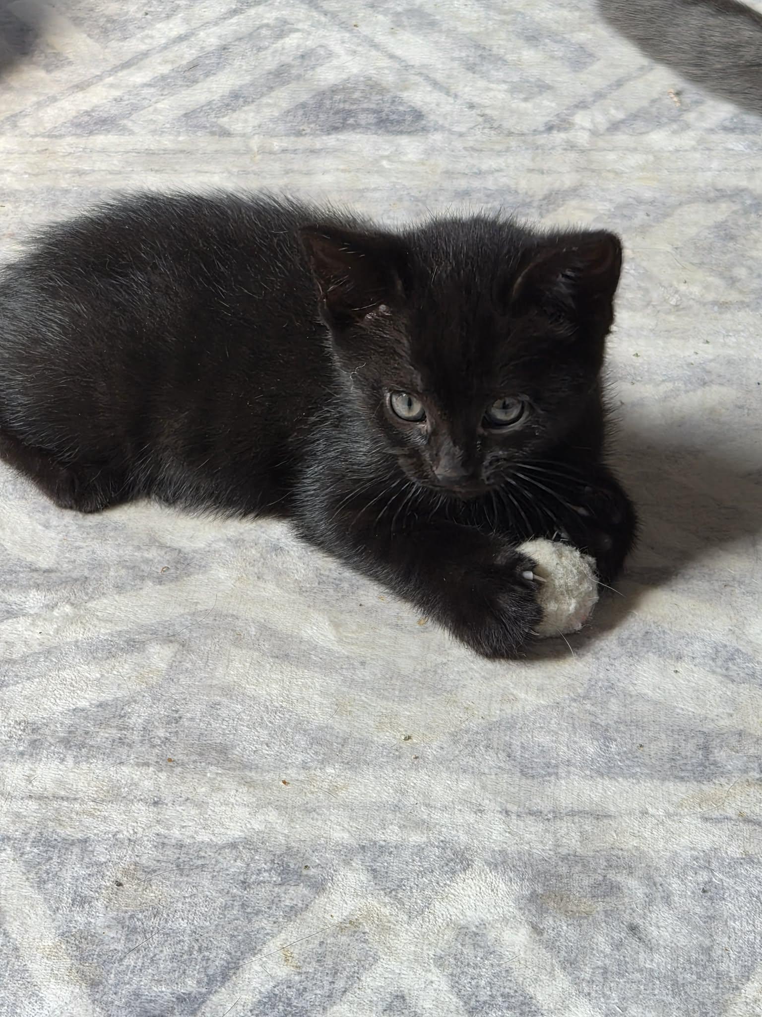 Enlarge Venus, a ADOPTABLE mixed breed in Winnipeg, MB image 2/4