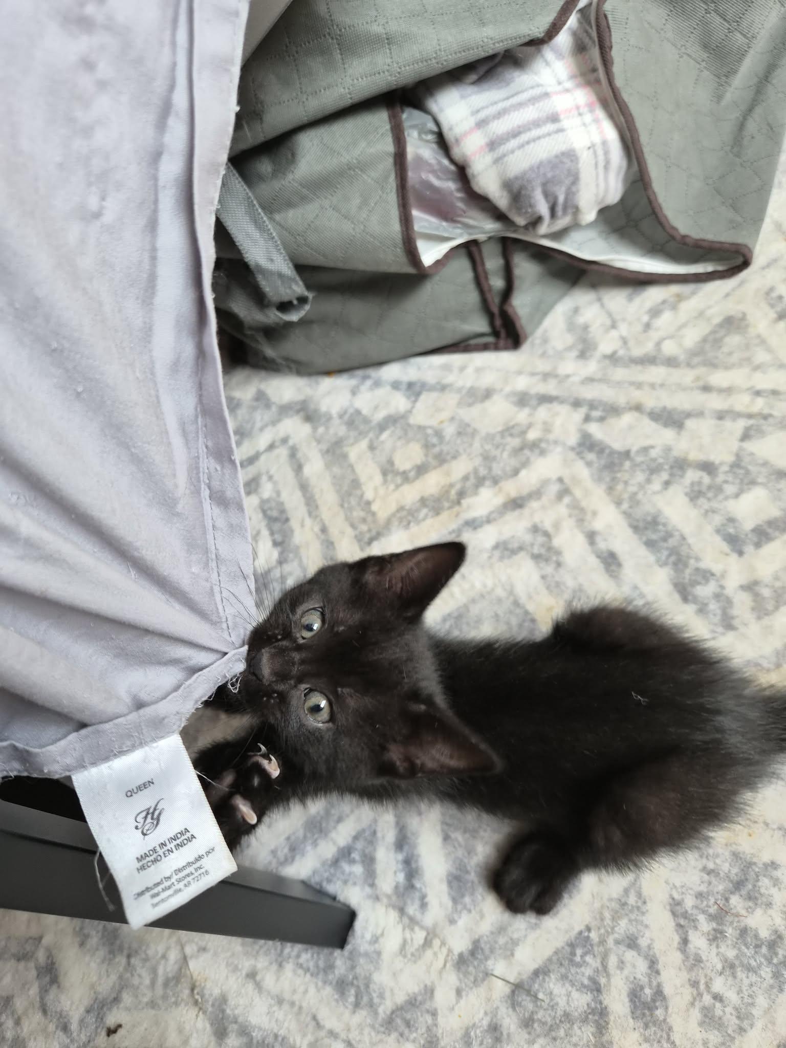 Enlarge Venus, a ADOPTABLE mixed breed in Winnipeg, MB image 3/4