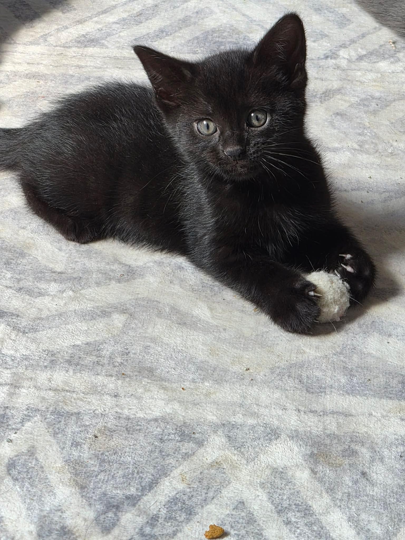 Enlarge Venus, a ADOPTABLE mixed breed in Winnipeg, MB image 1/4