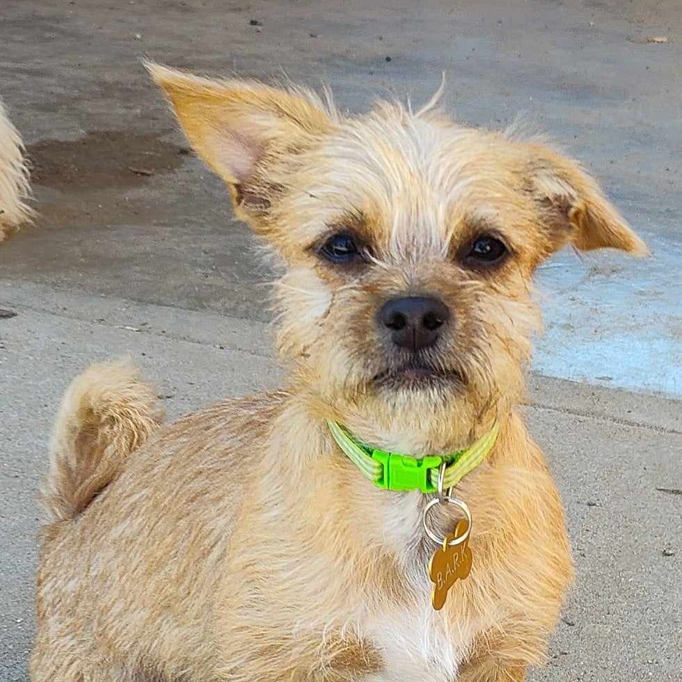 Enlarge Bradley, a Adopted mixed breed in Parlier, CA image 1/5