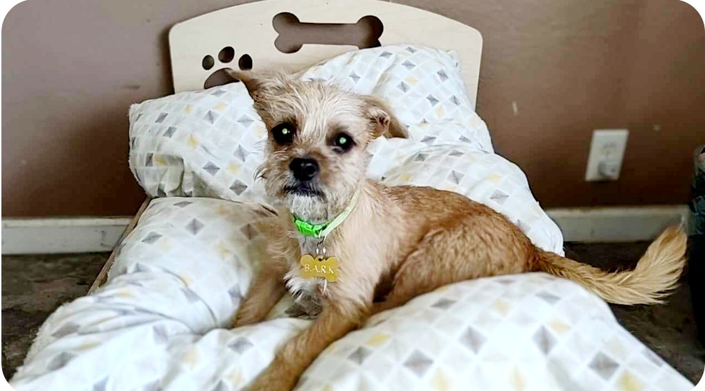 Enlarge Bradley, a Adopted mixed breed in Parlier, CA image 2/5