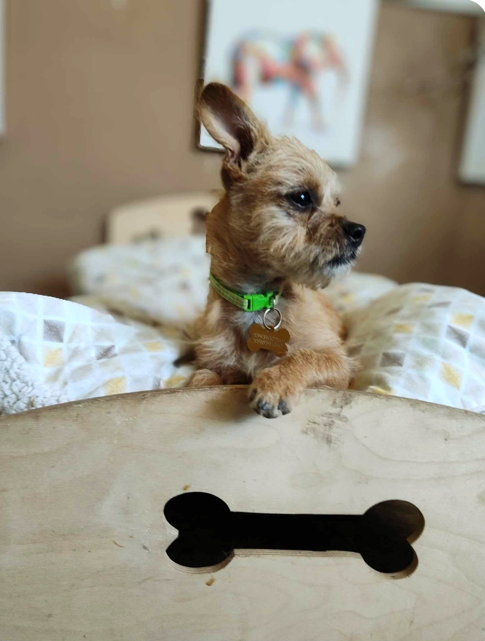 Enlarge Bradley, a Adopted mixed breed in Parlier, CA image 3/5