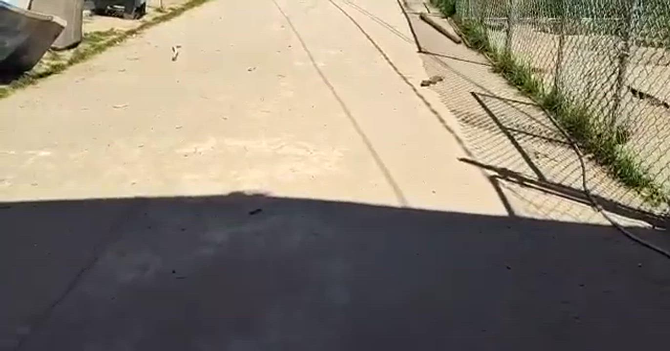 Enlarge Bradley, a Adopted mixed breed in Parlier, CA video 5/5