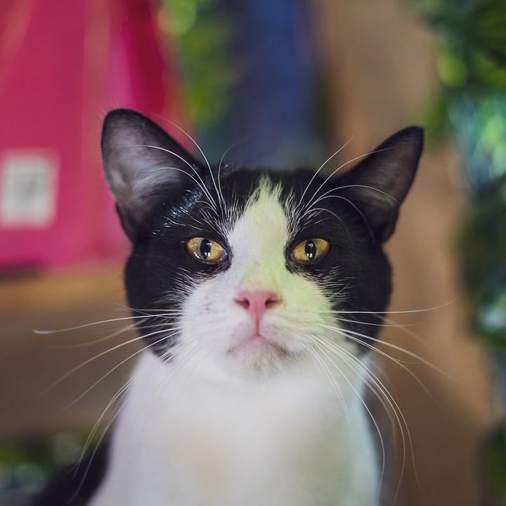 Edgar, a Adoptable Tuxedo in Astoria, NY image 3/3