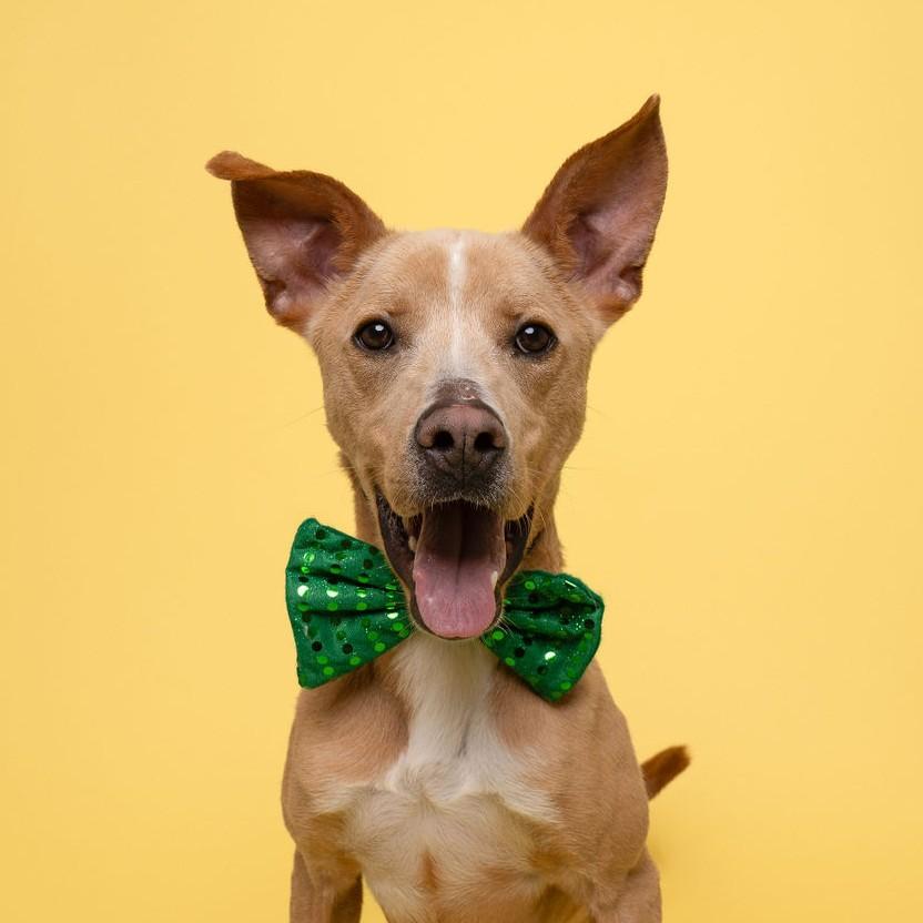 Stewy, Adoptable, Adult Male Hound.