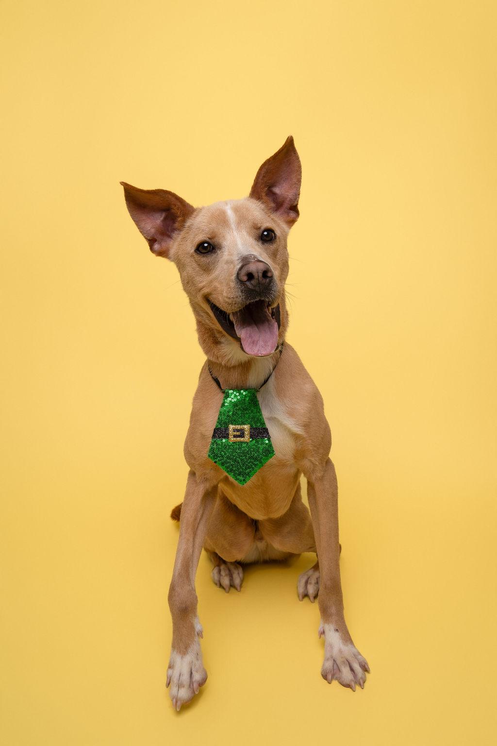 Stewy, a Adoptable mixed breed in Winnabow, NC image 2/6