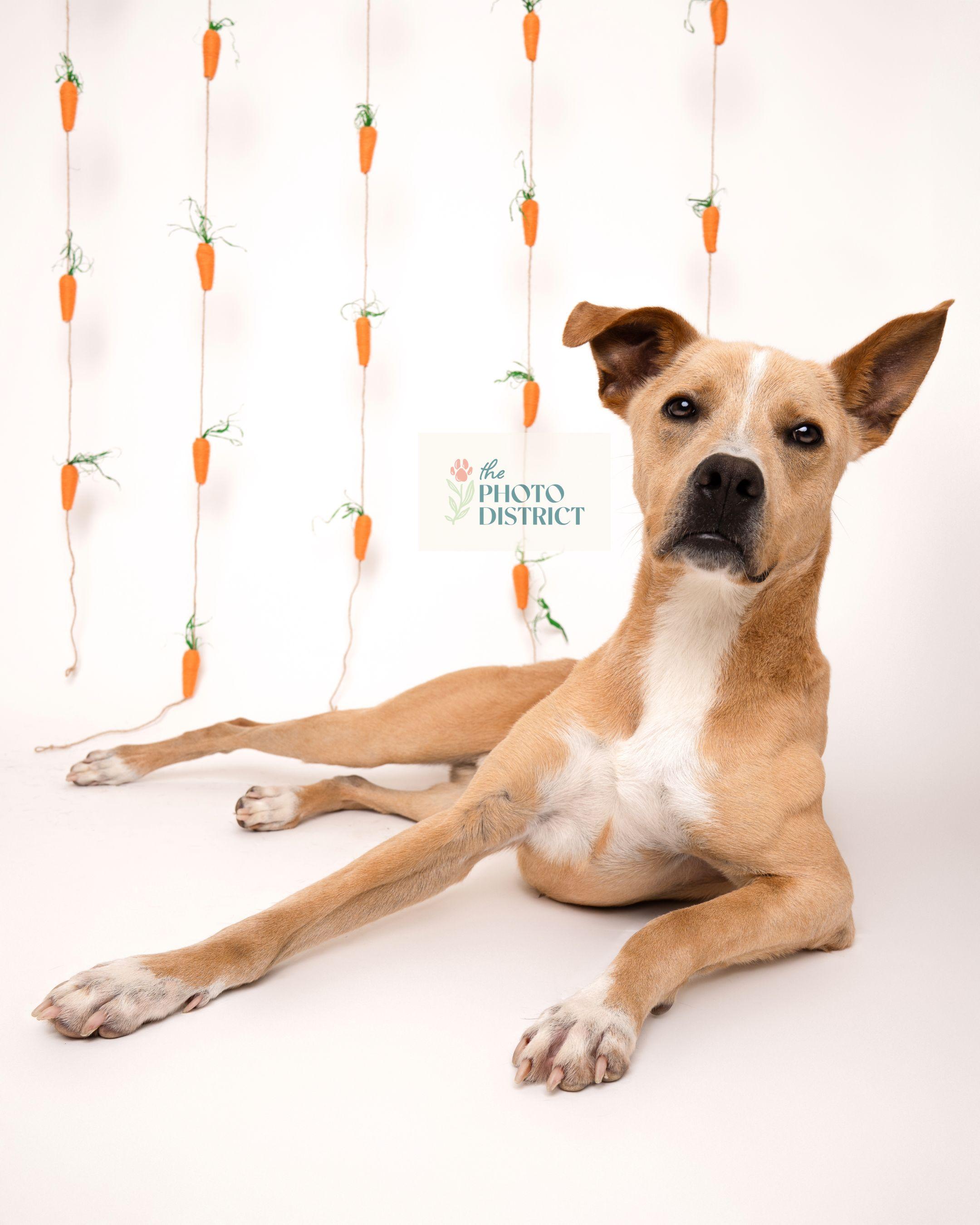 Stewy, a Adoptable mixed breed in Winnabow, NC image 3/6
