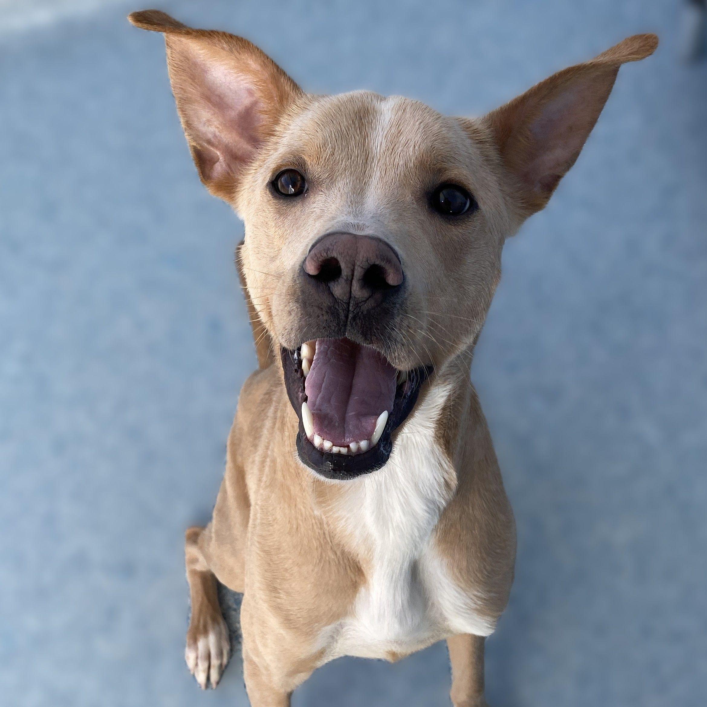 Stewy, a Adoptable mixed breed in Winnabow, NC image 4/6