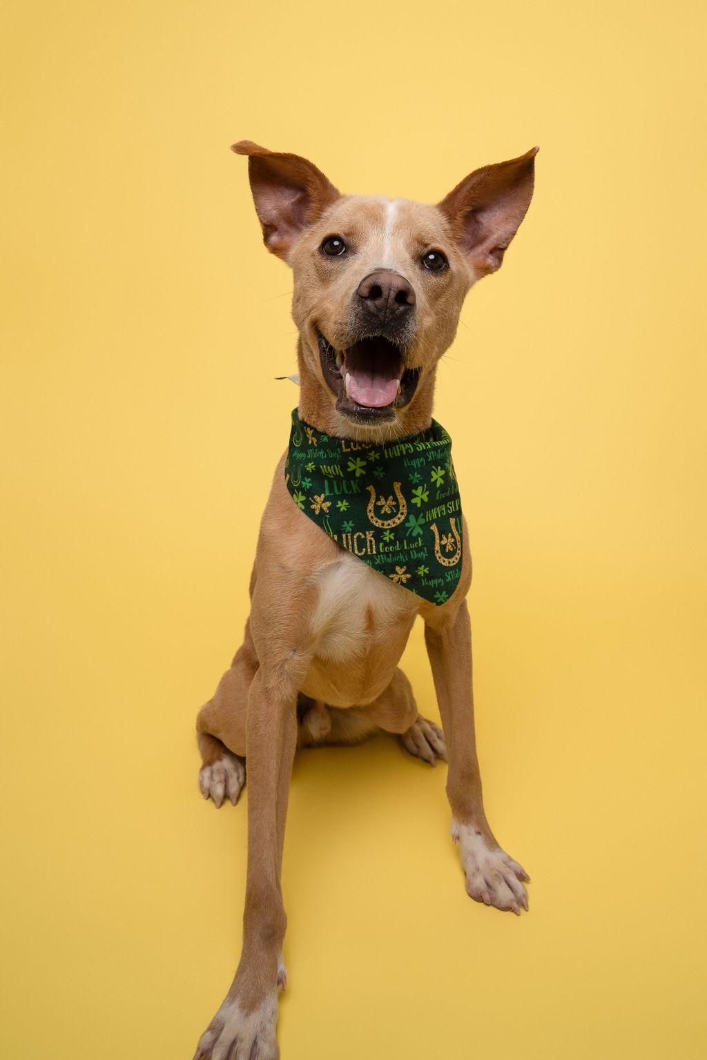 Stewy, a Adoptable mixed breed in Winnabow, NC image 5/6