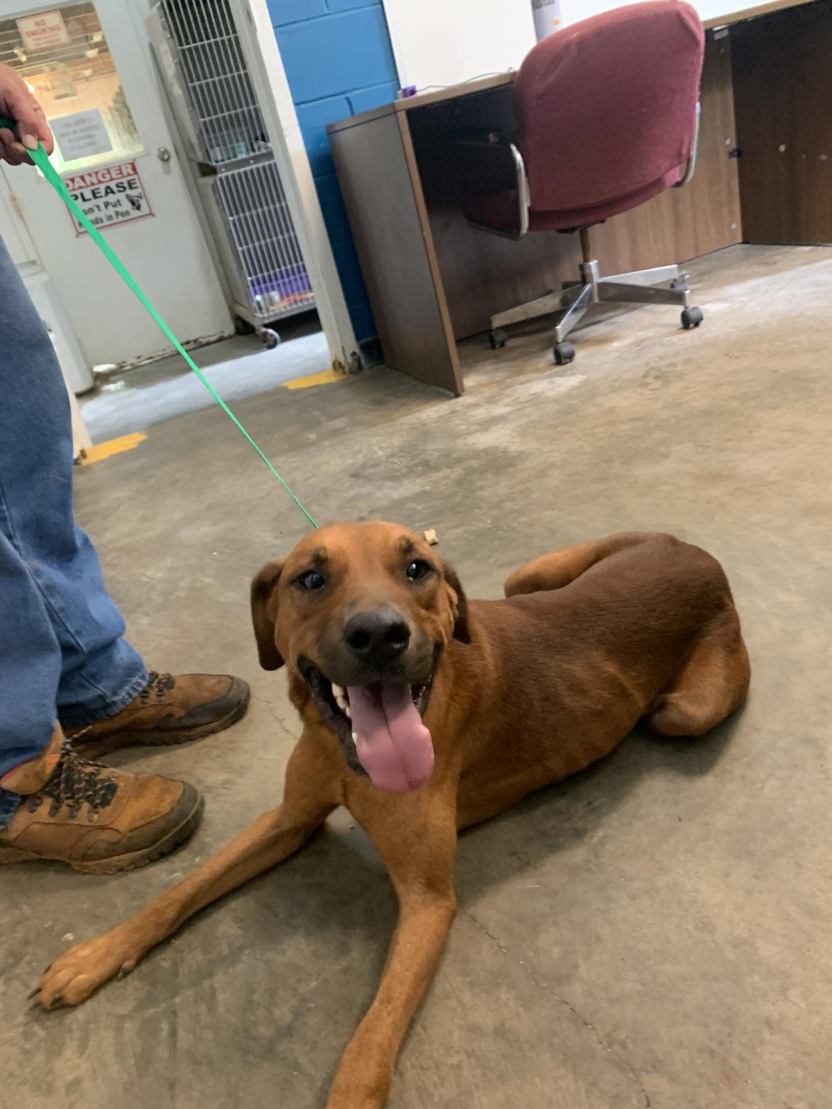 Bacon, Adoptable, Adult Male Black Mouth Cur.