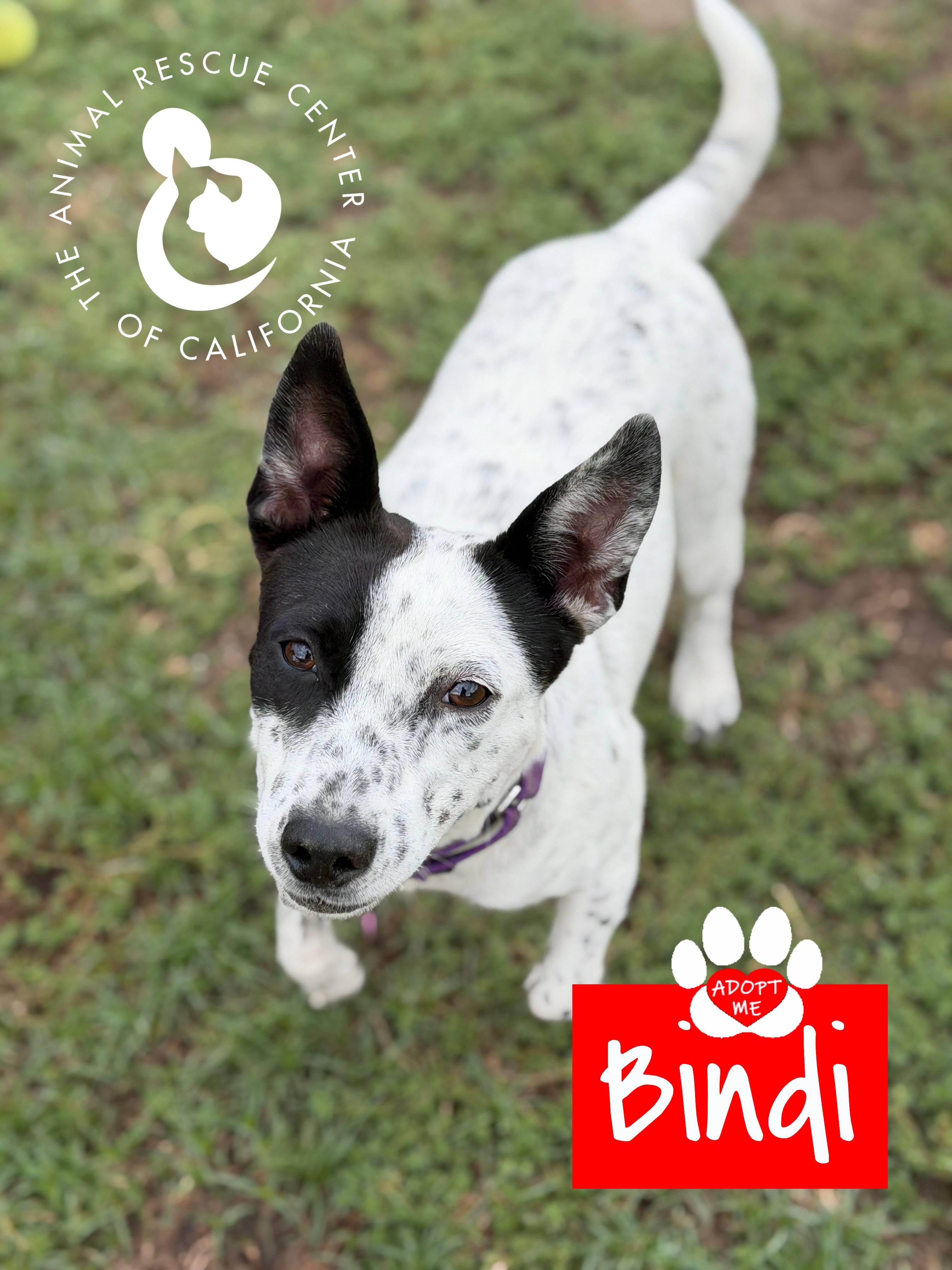 Enlarge Bindi, a ADOPTABLE Australian Cattle Dog / Blue Heeler in Coachella, CA image 4/6
