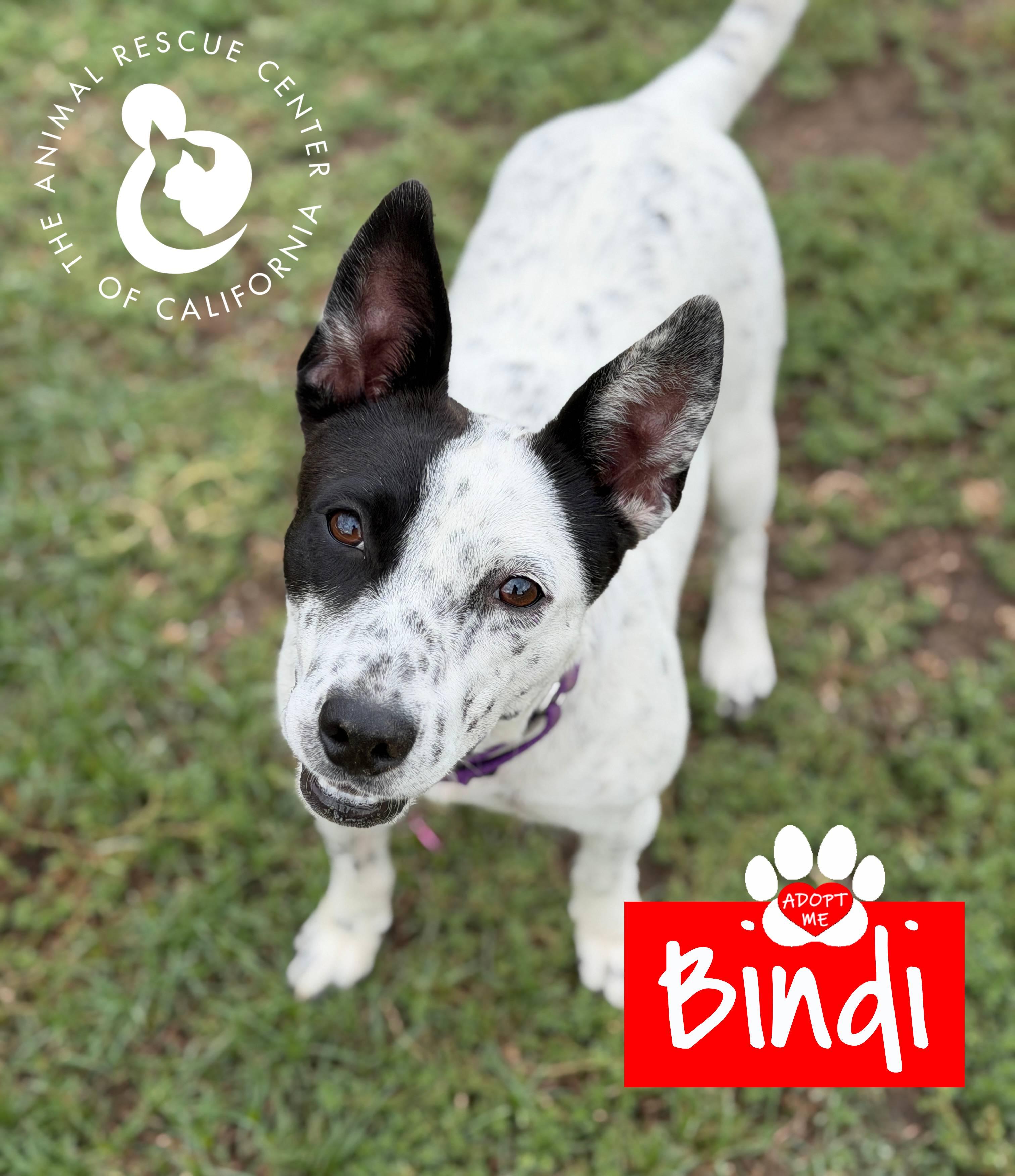Enlarge Bindi, a ADOPTABLE Australian Cattle Dog / Blue Heeler in Coachella, CA image 2/6