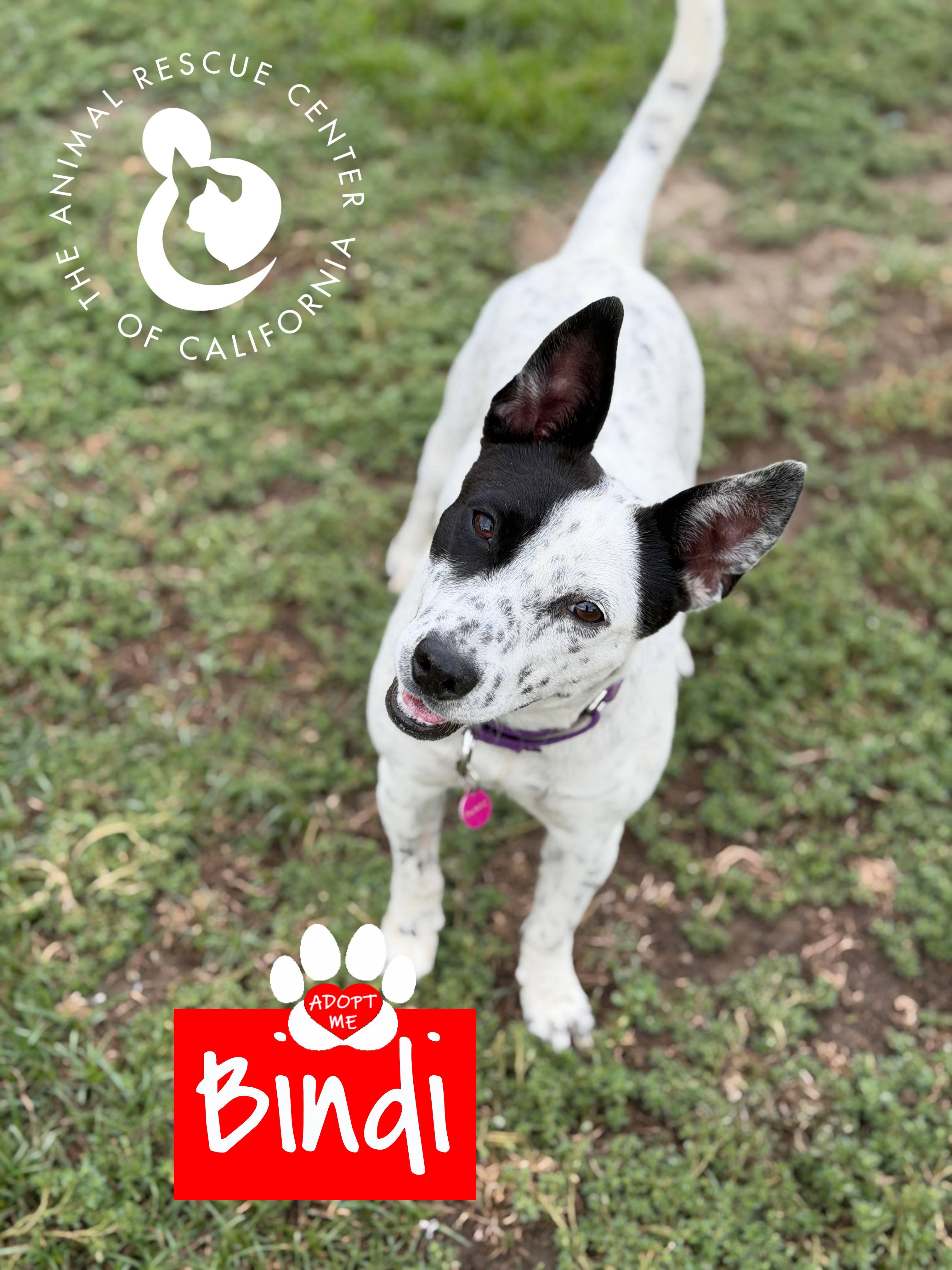Enlarge Bindi, a ADOPTABLE Australian Cattle Dog / Blue Heeler in Coachella, CA image 3/6