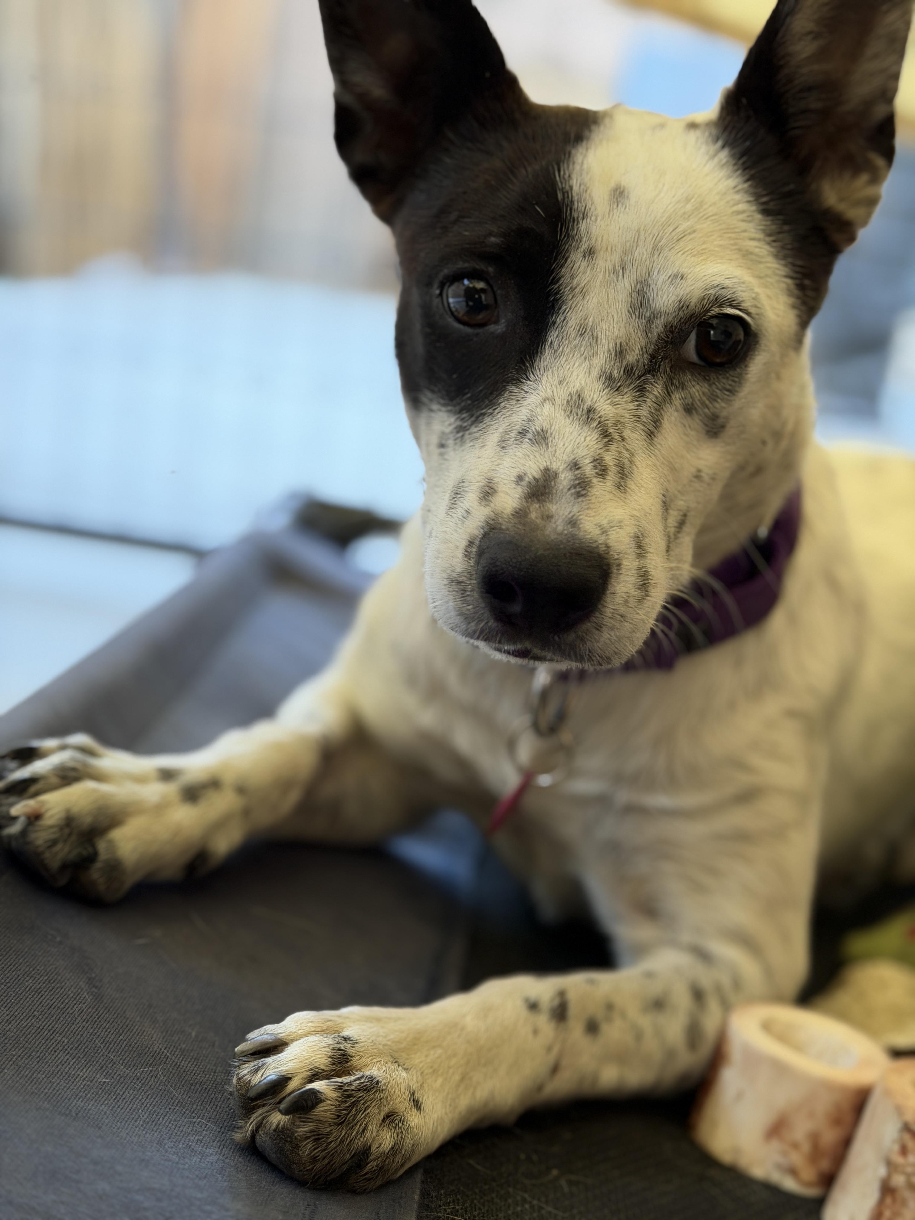 Enlarge Bindi, a ADOPTABLE Australian Cattle Dog / Blue Heeler in Coachella, CA image 6/6