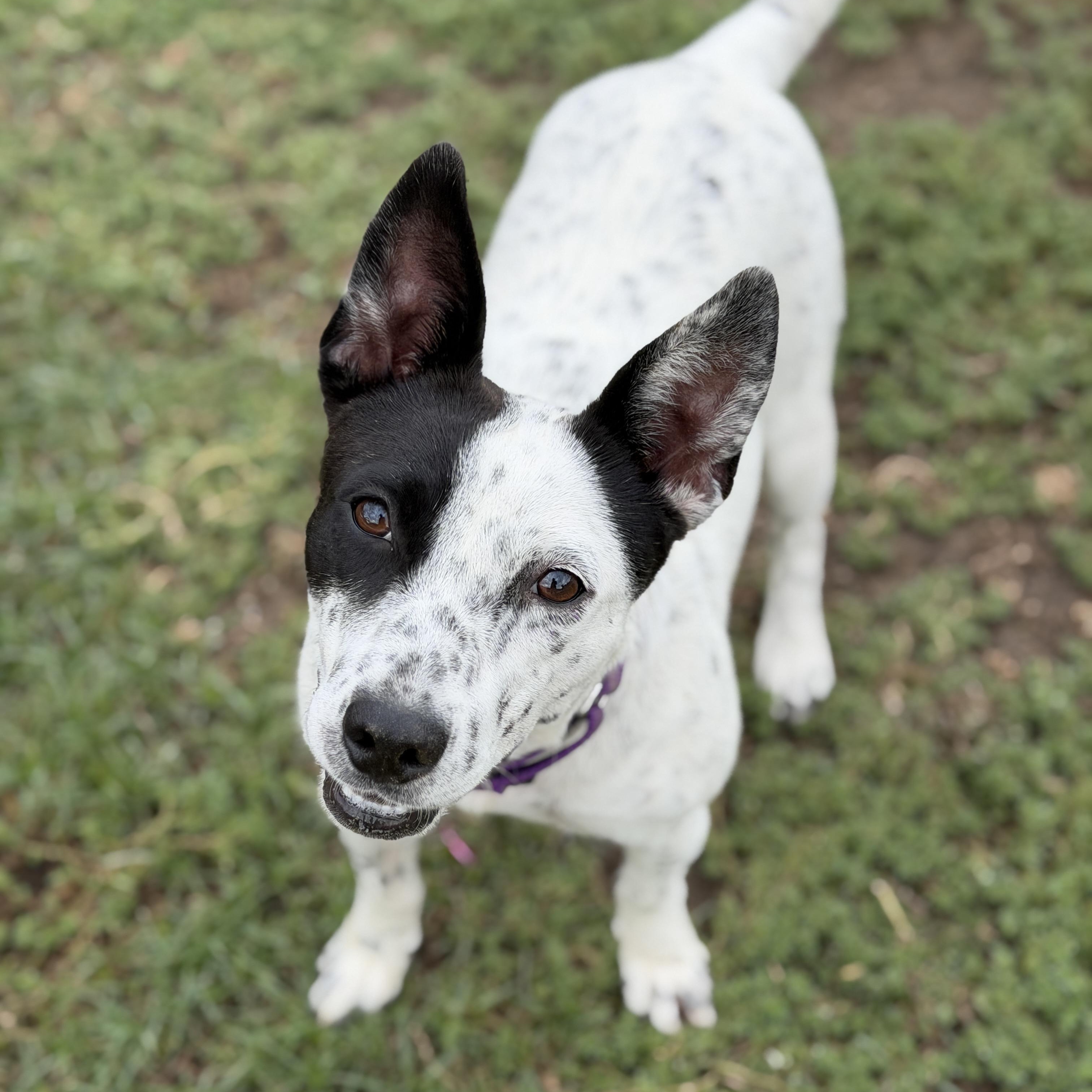 Enlarge Bindi, a ADOPTABLE Australian Cattle Dog / Blue Heeler in Coachella, CA image 1/6