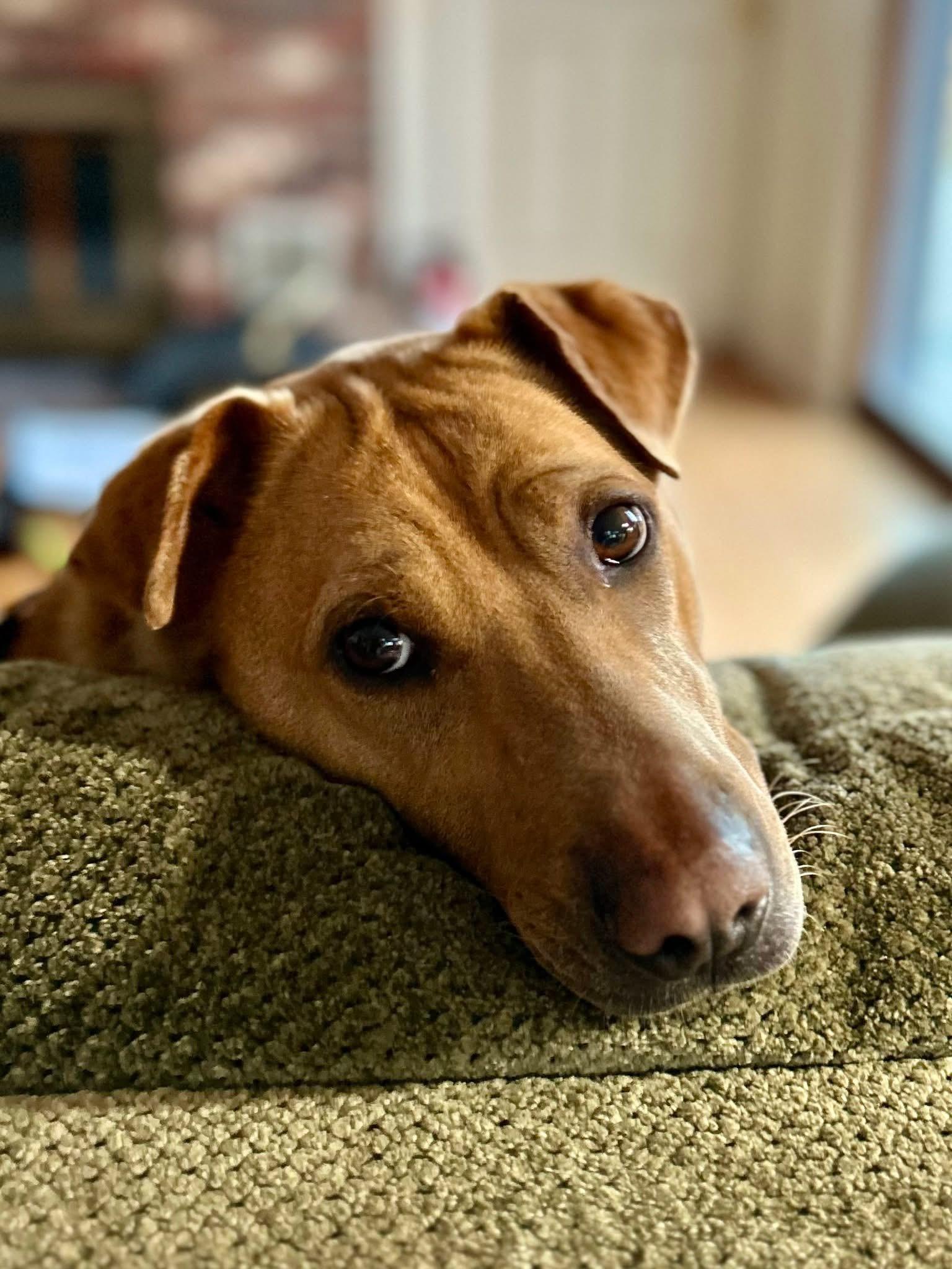 Loki, Adult Male Terrier