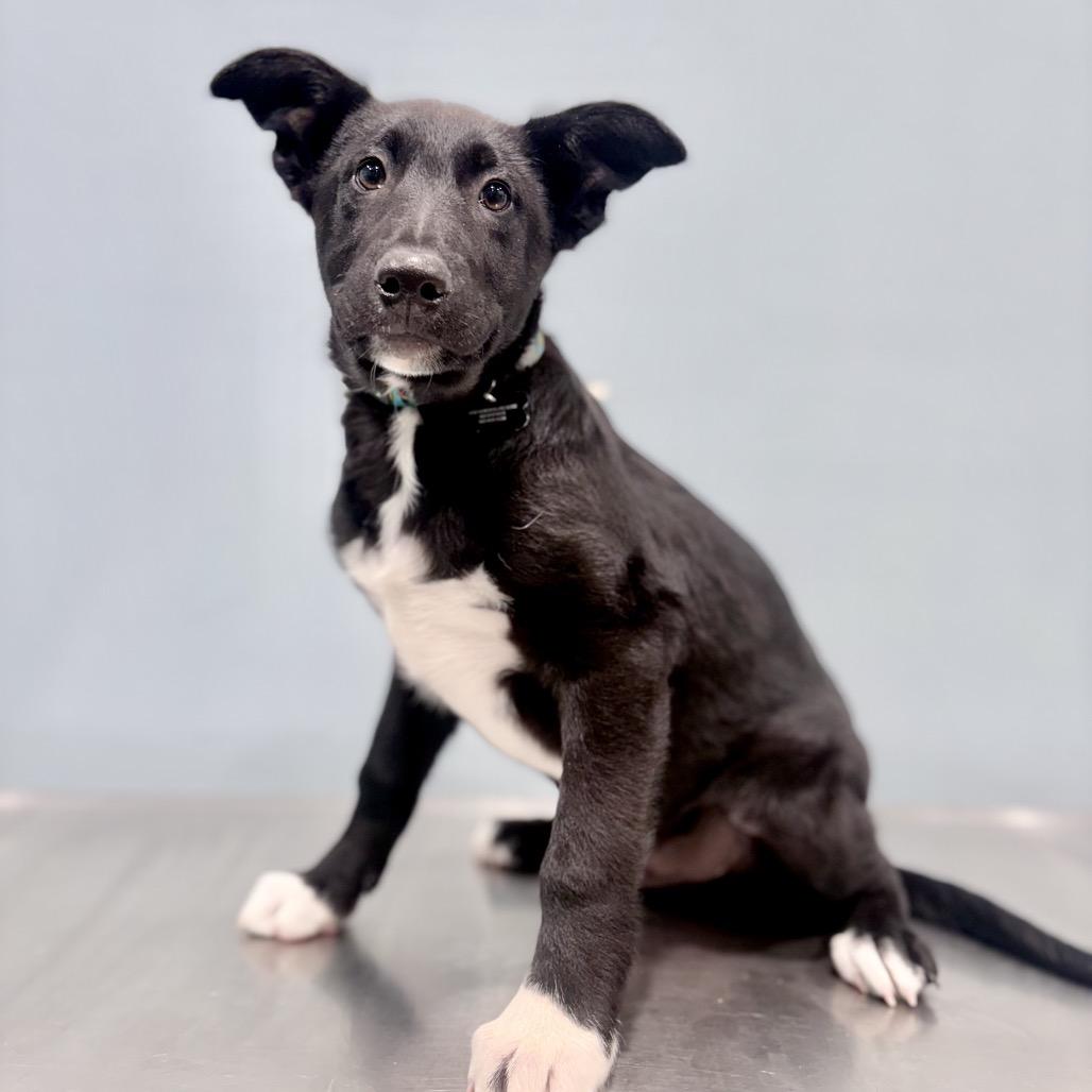 Georgio, Adoptable, Puppy Male McNab.