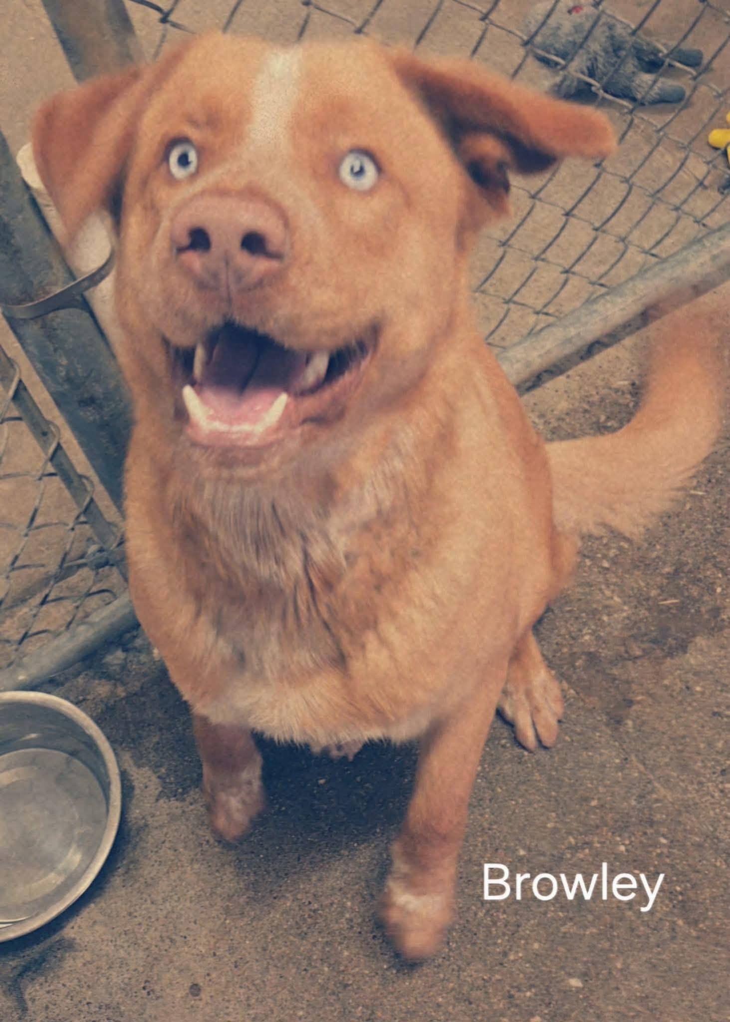 Enlarge Browley , a ADOPTABLE mixed breed in Woodbury, NJ image 1/1